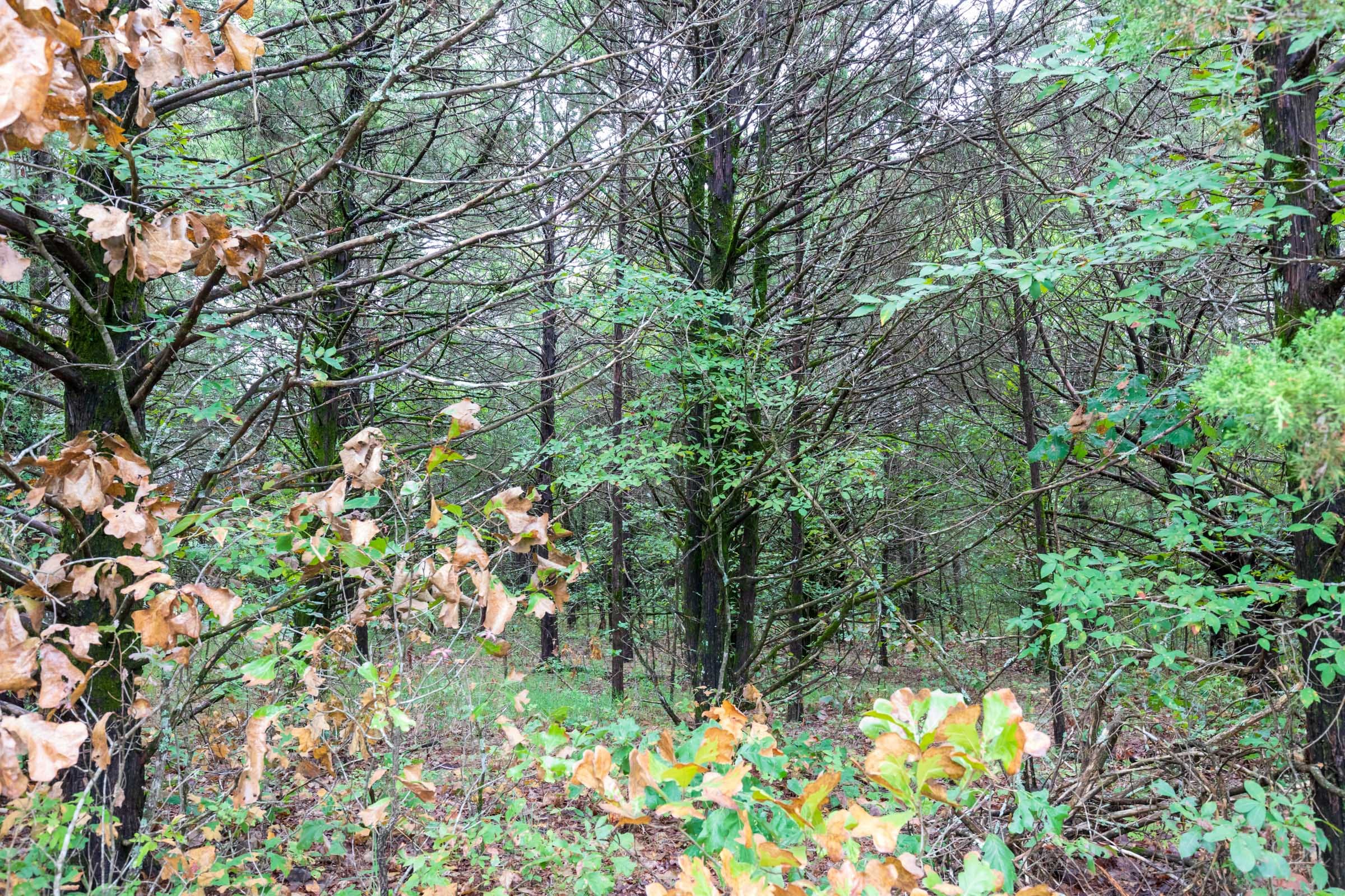 Heritage Bend Tract 47 photo 2