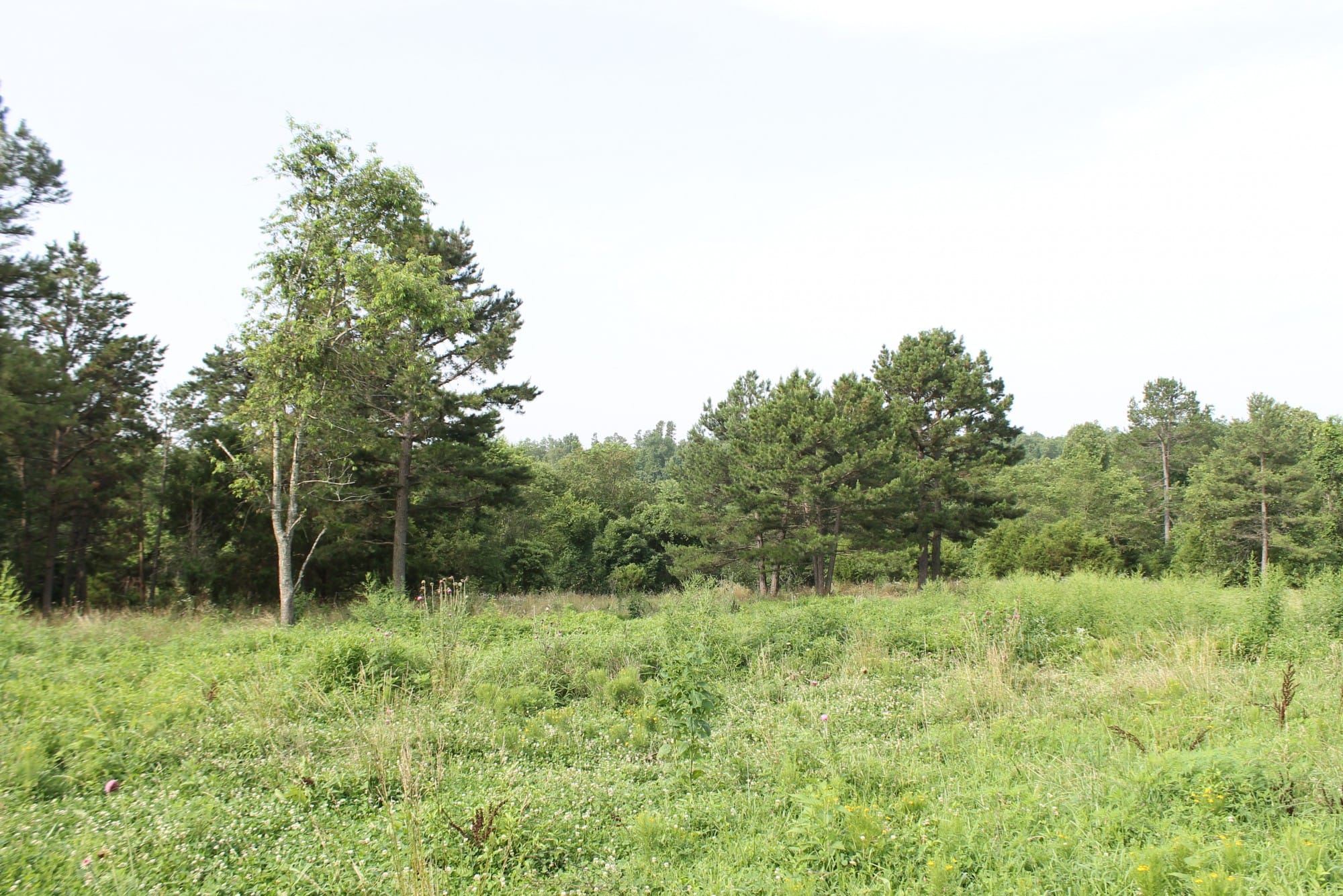 Green Mountain Ranch Tract 8 photo 3
