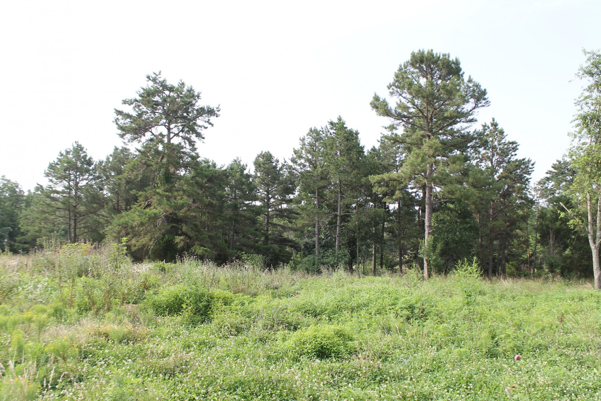 Green Mountain Ranch Tract 8 photo 4