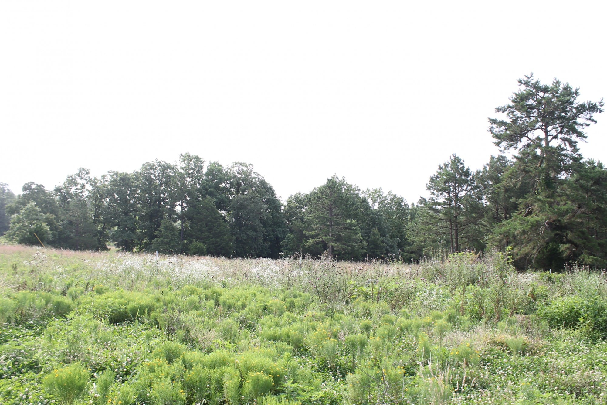Green Mountain Ranch Tract 8 photo 5