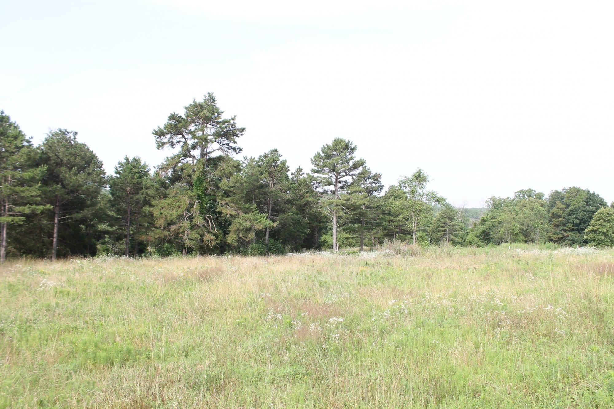 Green Mountain Ranch Tract 8 photo 7
