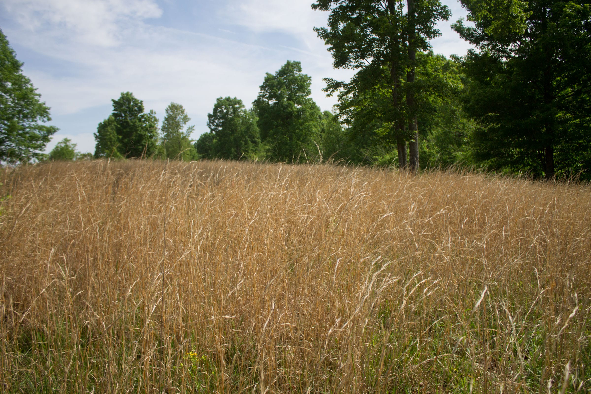 Laurel Ridge Tract 2 photo 2