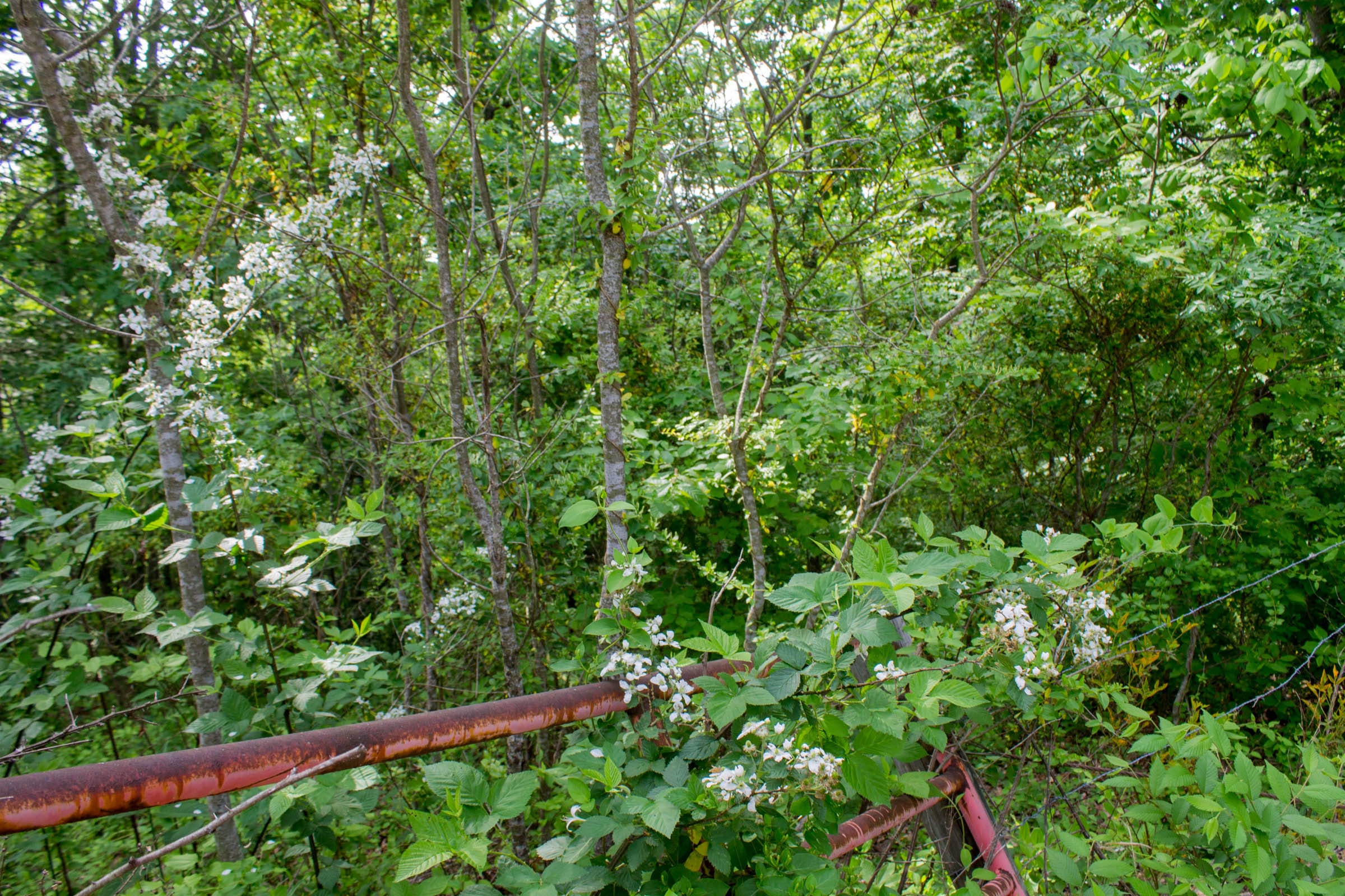Laurel Ridge Tract 2 photo 6
