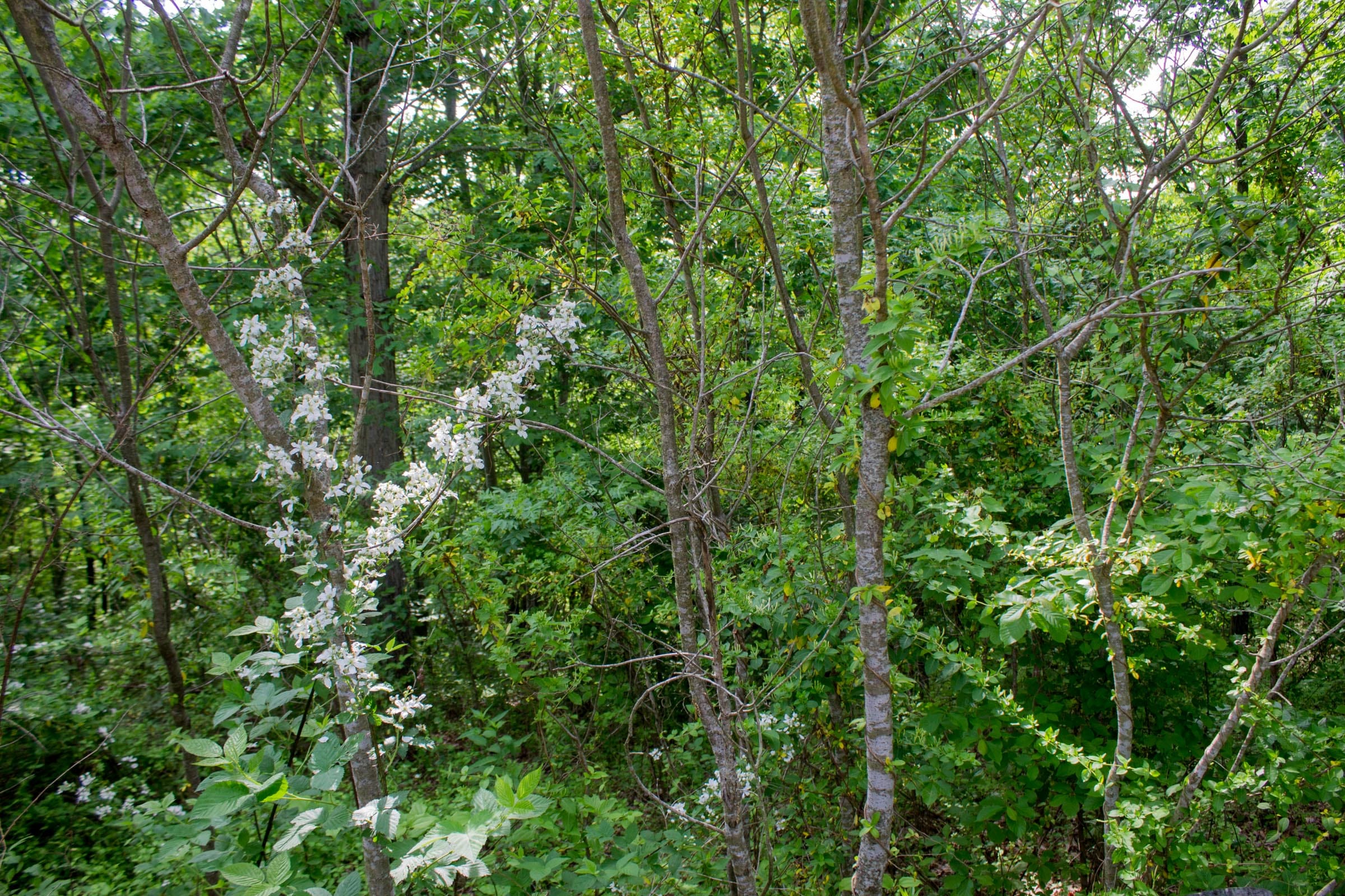Laurel Ridge Tract 2 photo 7