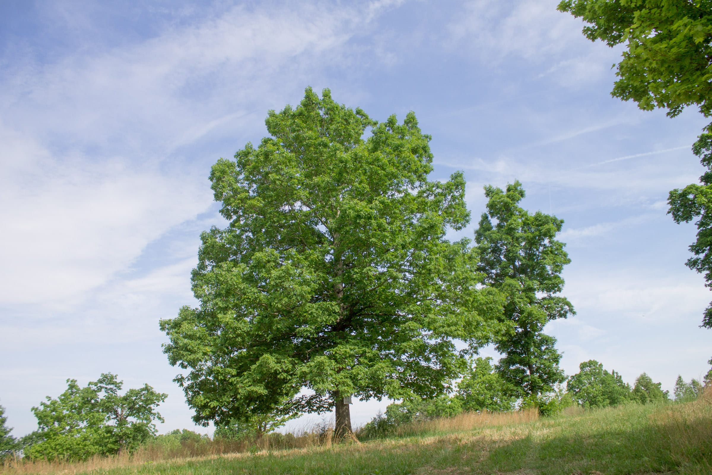 Laurel Ridge Tract 2 photo 8