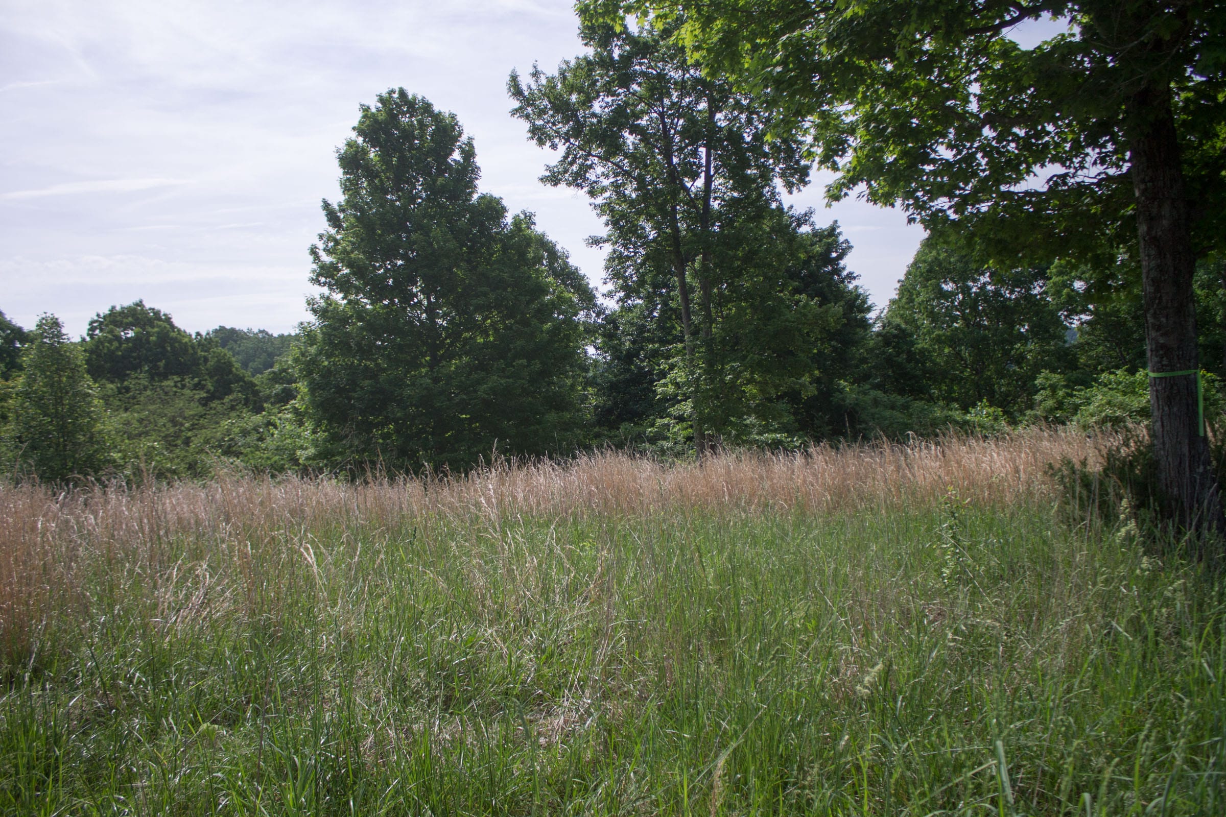 Laurel Ridge Tract 2 photo 11