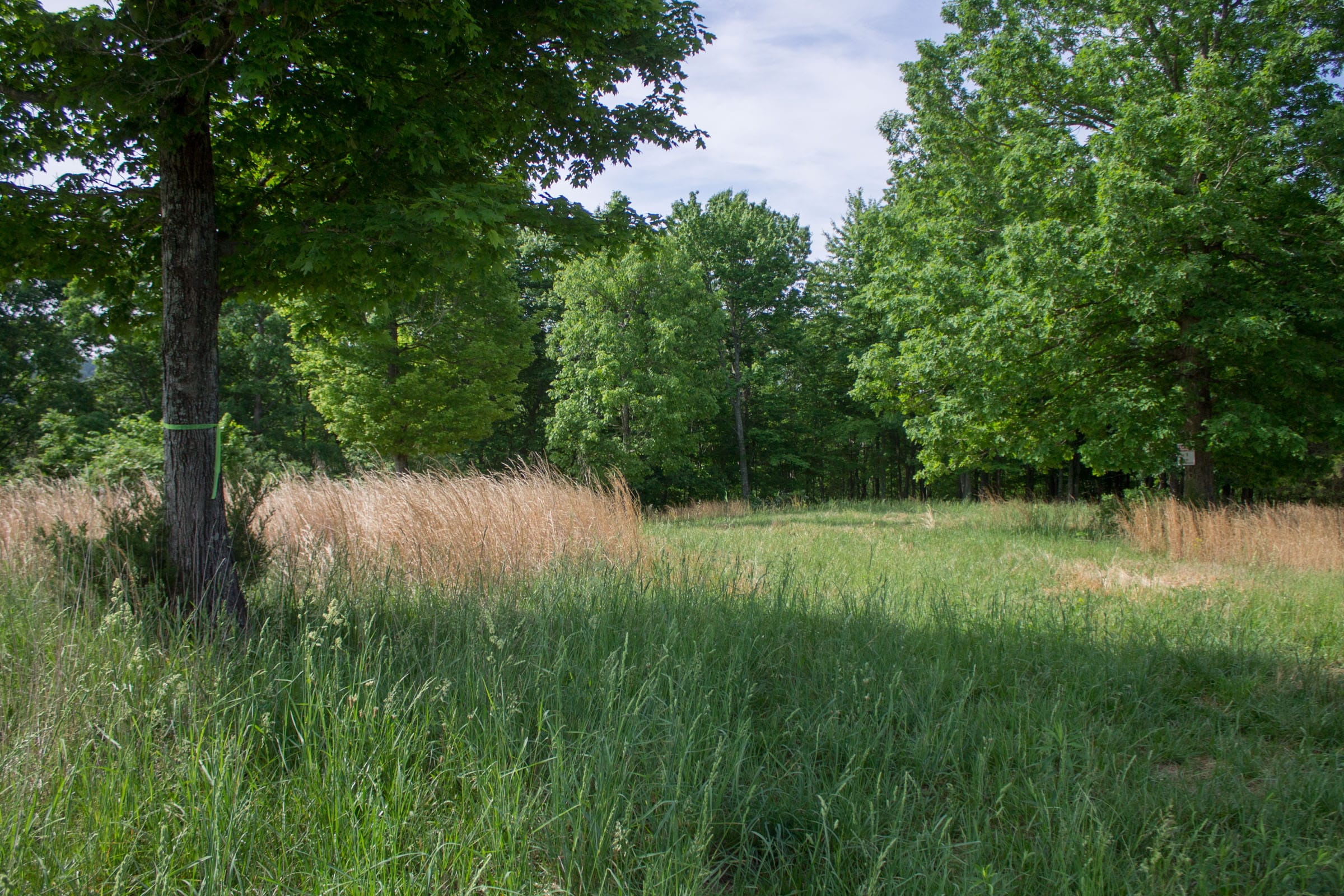 Laurel Ridge Tract 2 photo 12
