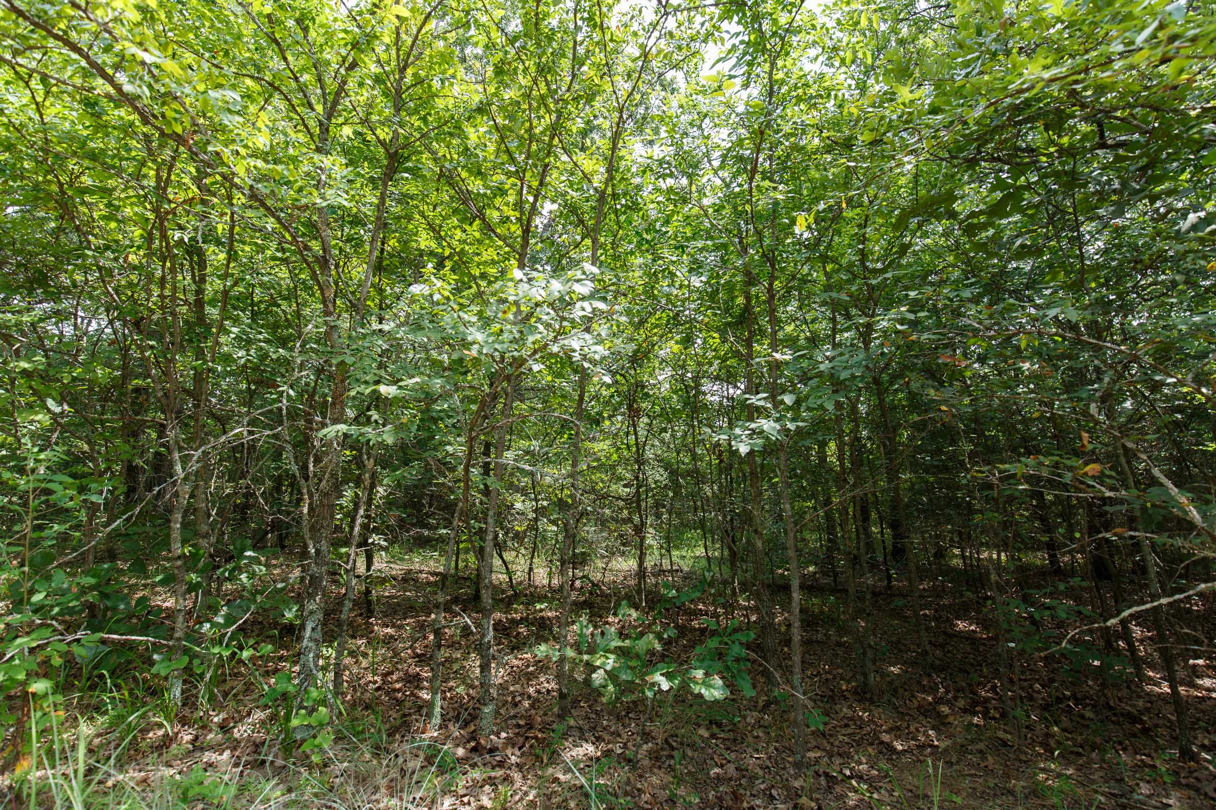 Timber Ridge Tract 27 photo 5