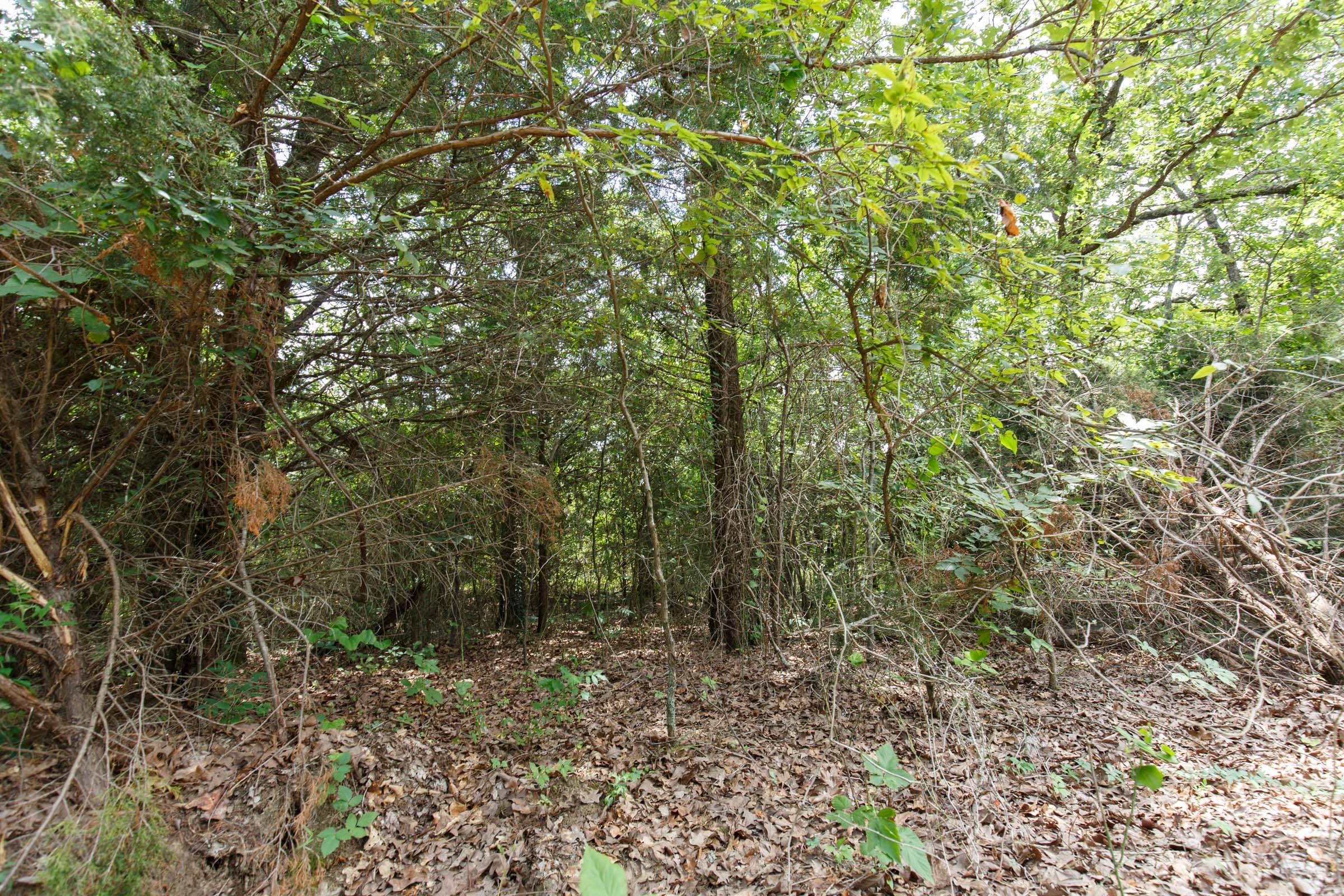 Timber Ridge Tract 27 photo 3
