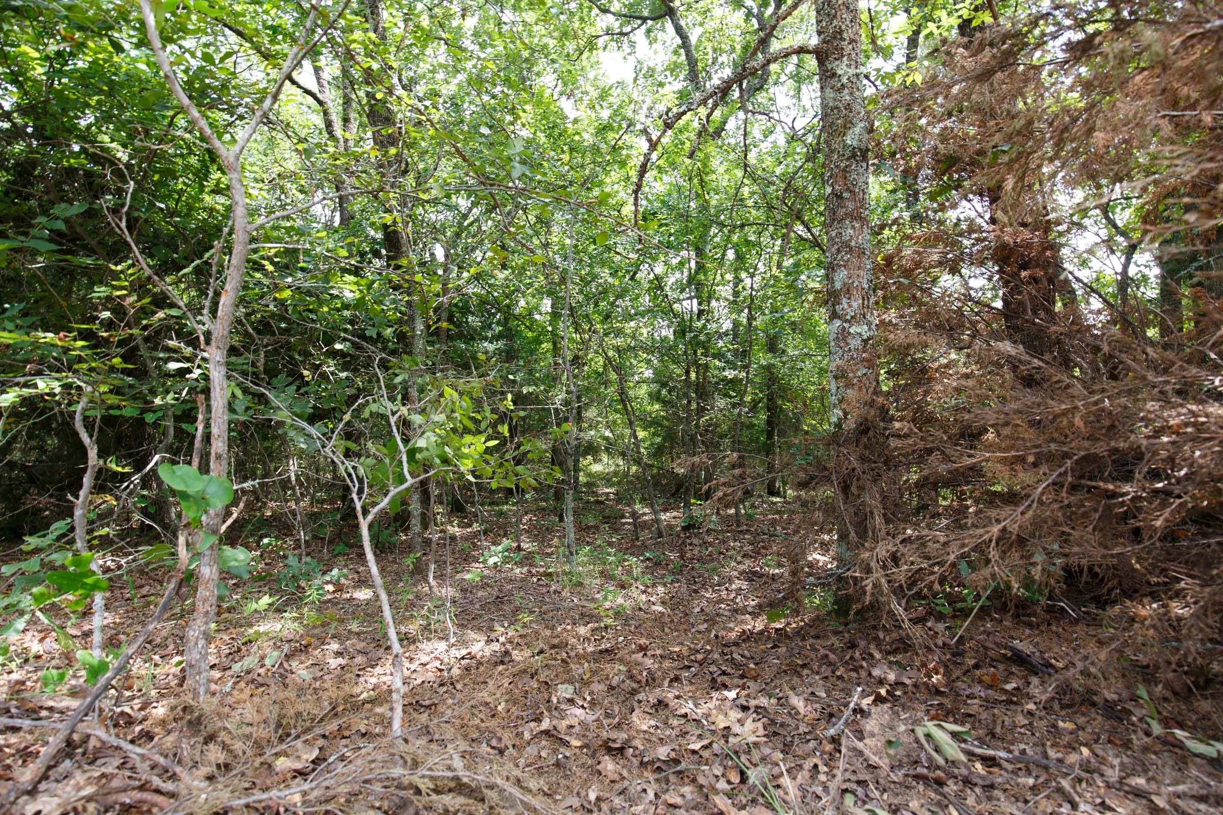 Timber Ridge Tract 27 photo 6