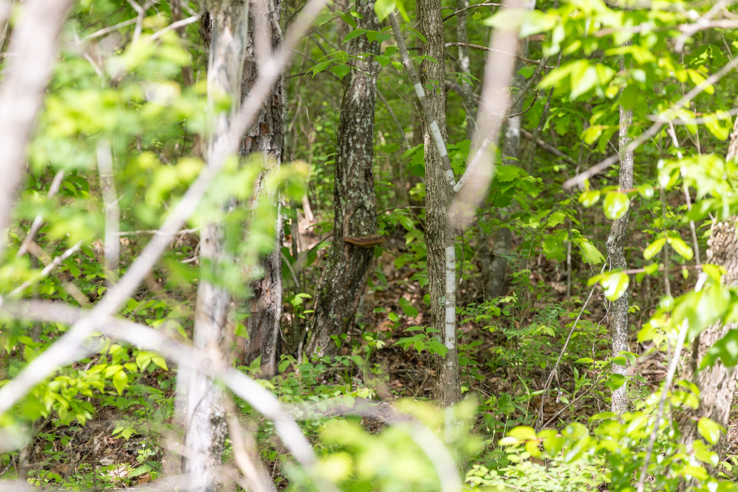 Sleepy Hollow Phase II Tract 106 photo 6