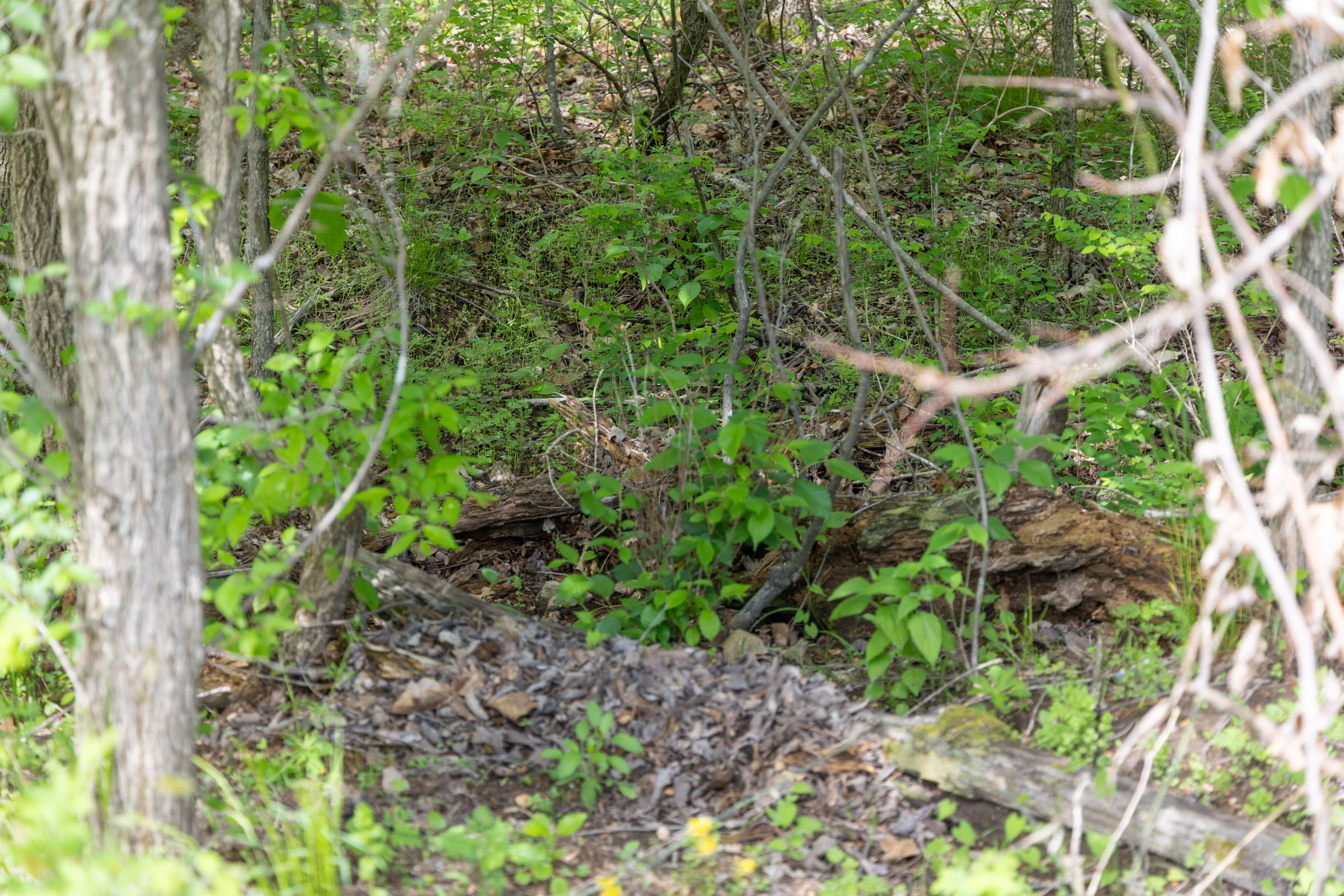 Sleepy Hollow Phase II Tract 106 photo 5