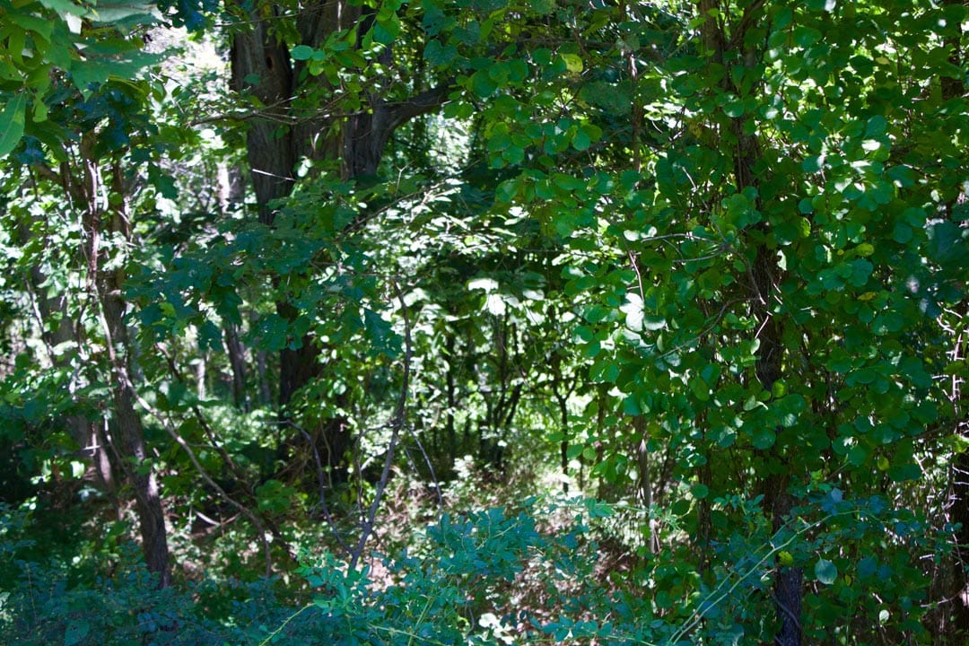 Heritage Hollow Tract 13 photo 11