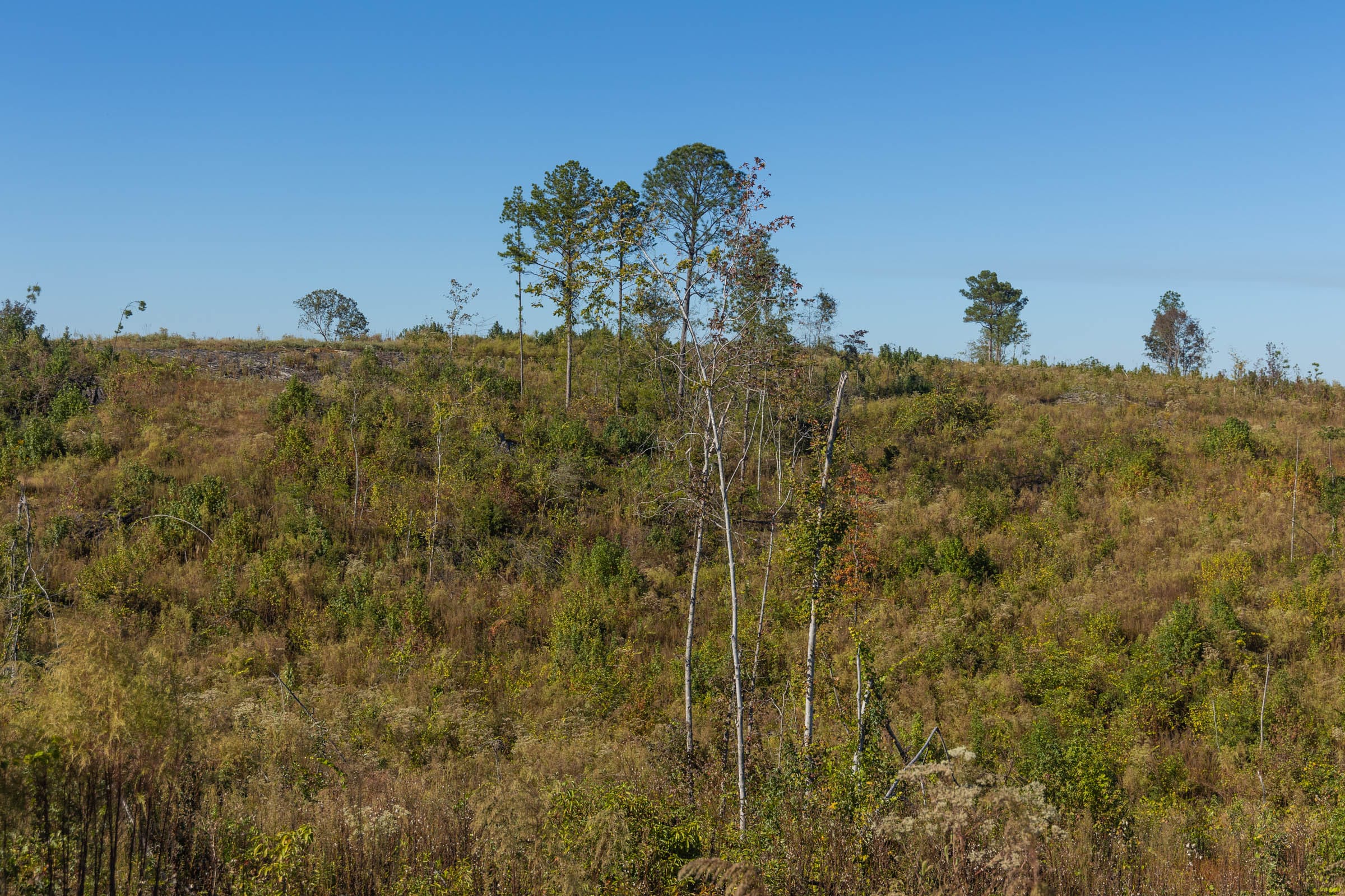 Meyer’s Ridge Tract 33 photo 4