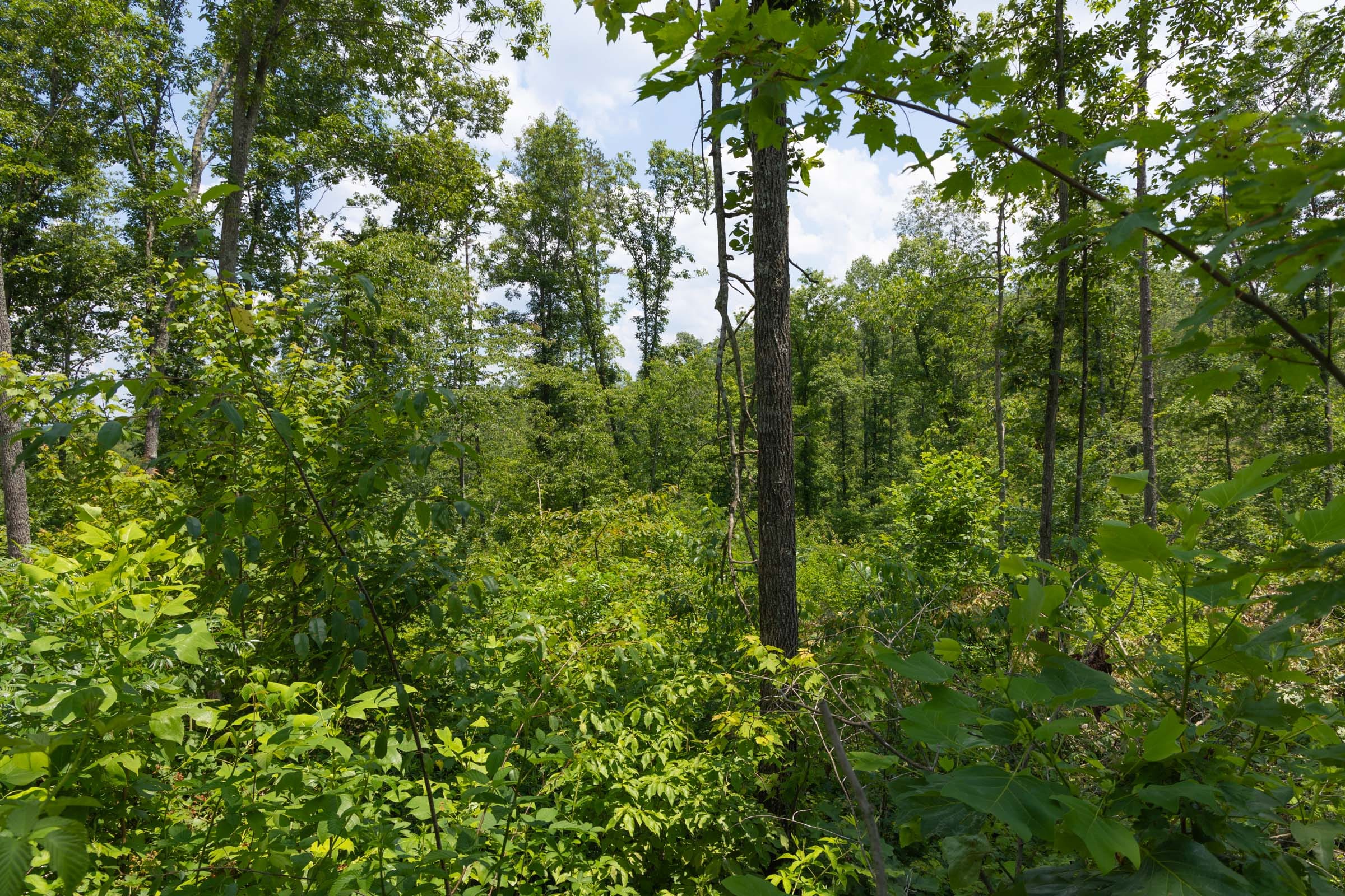Creek Hollow Phase II Tract 72 photo 9