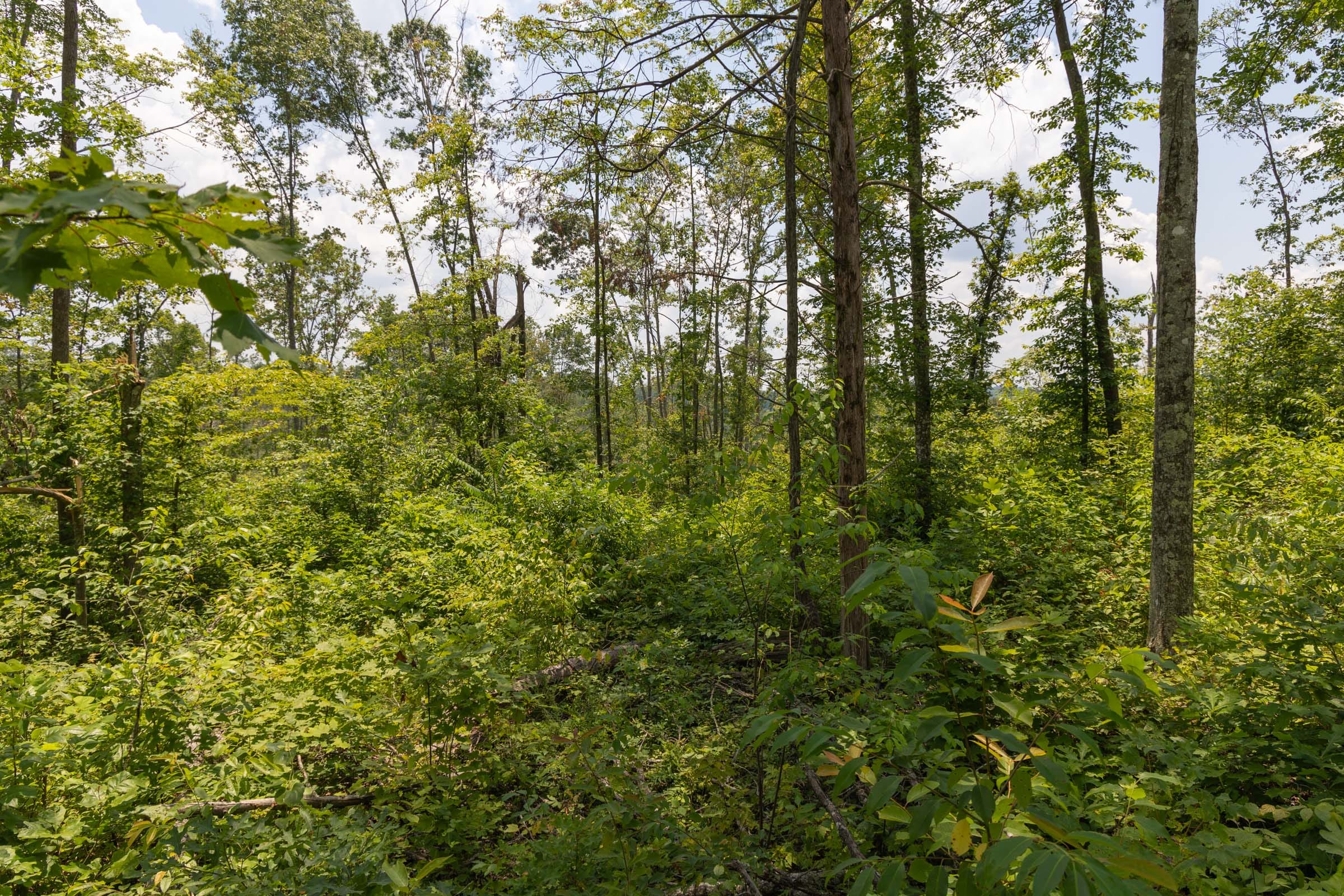 Creek Hollow Phase II Tract 72 photo 7