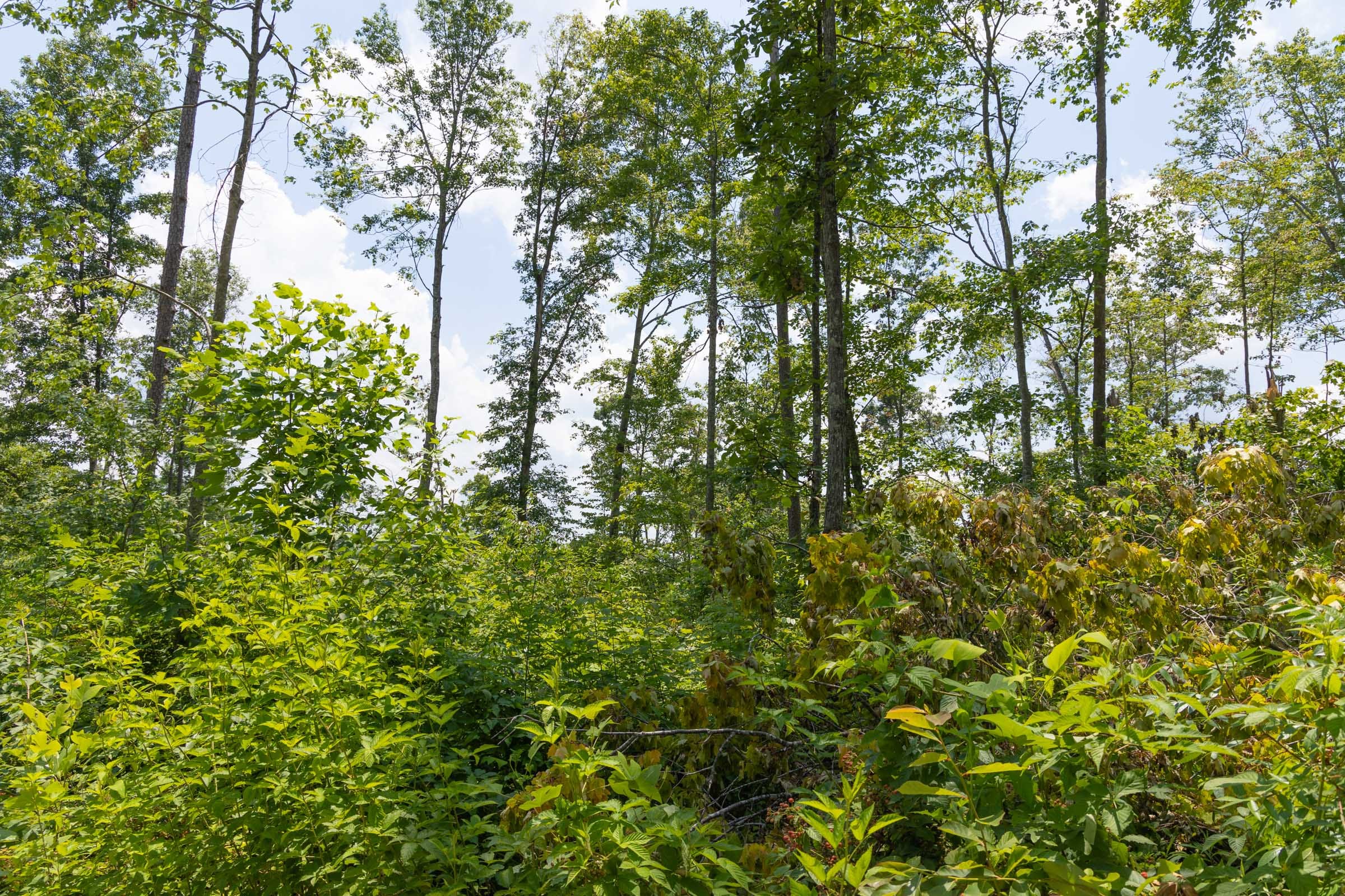Creek Hollow Phase II Tract 72 photo 6