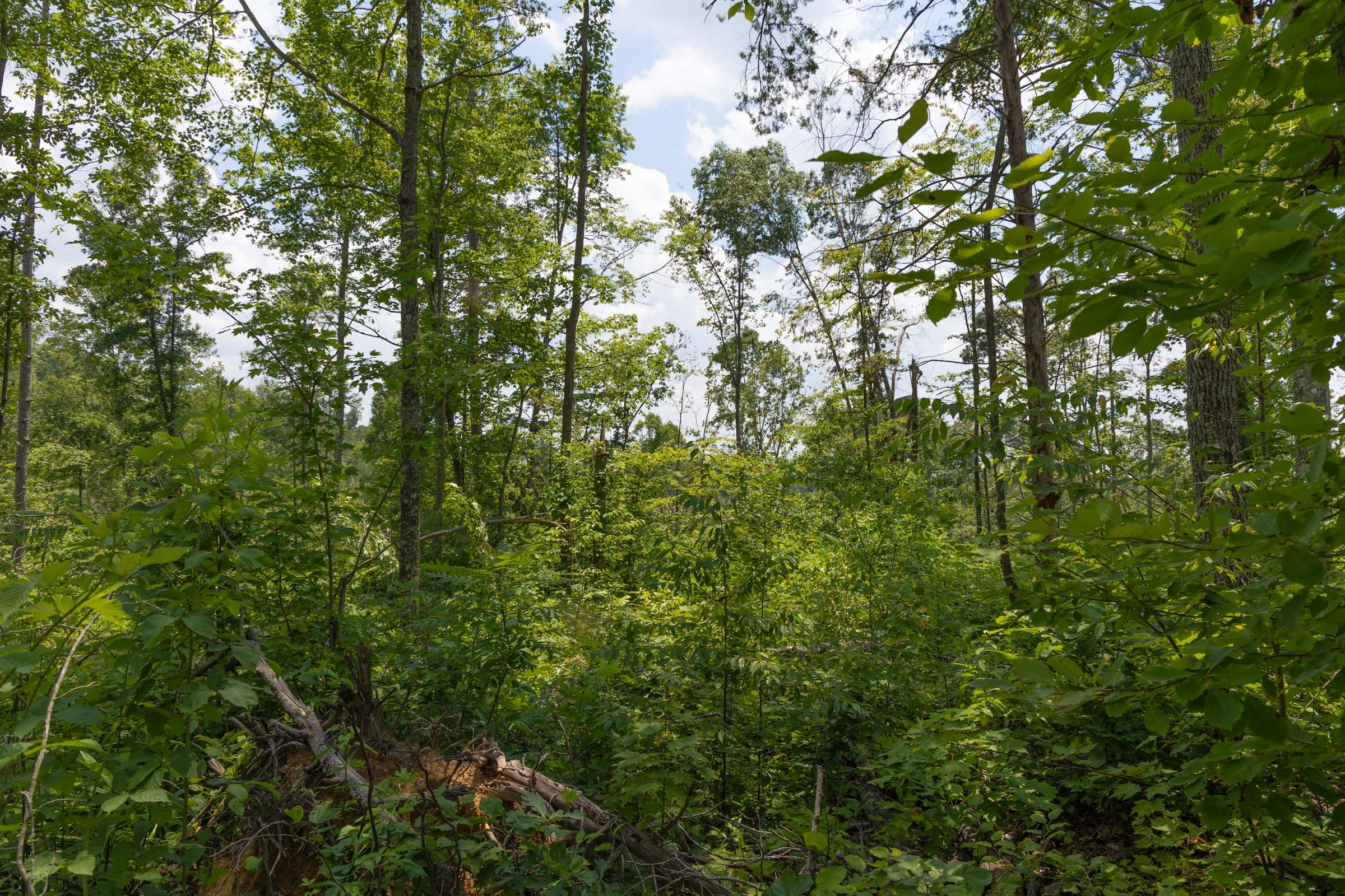 Creek Hollow Phase II Tract 72 photo 3