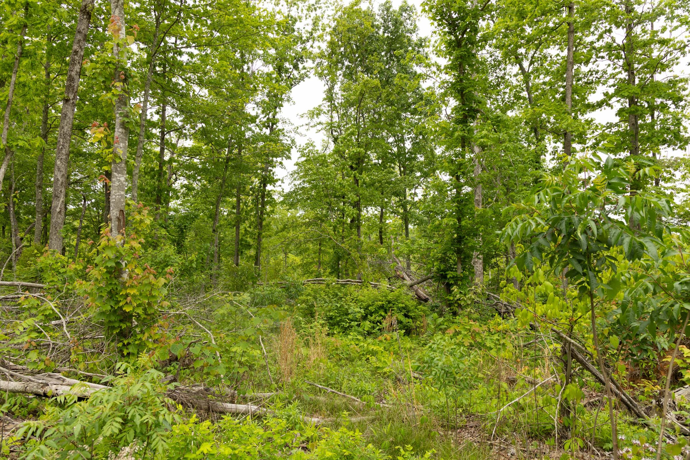 Stardust Estates Tract 17 photo 7