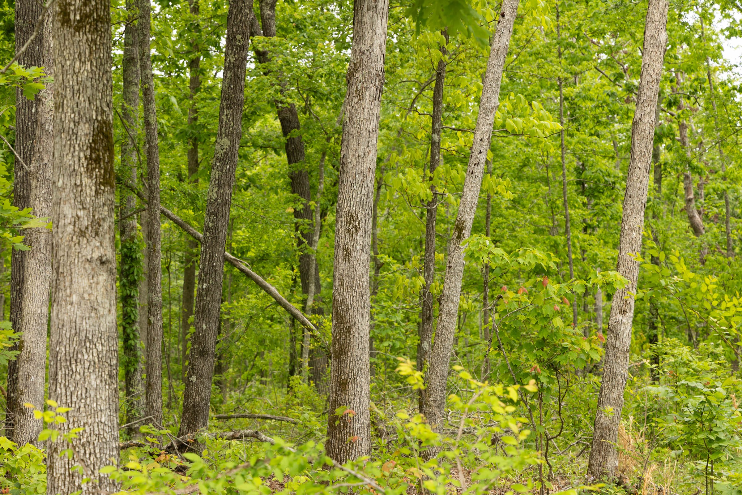 Stardust Estates Tract 17 photo 6