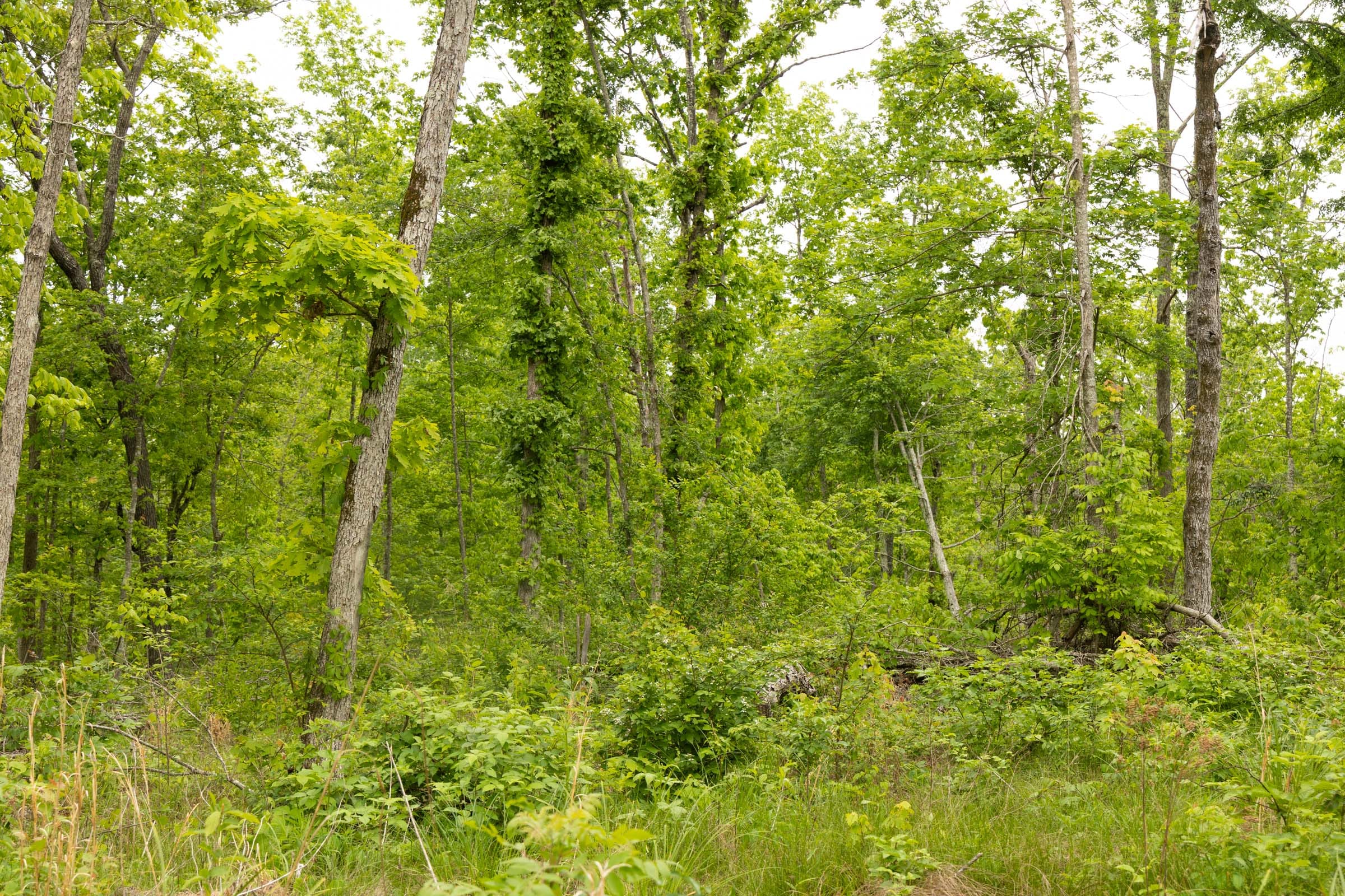 Stardust Estates Tract 17 photo 5