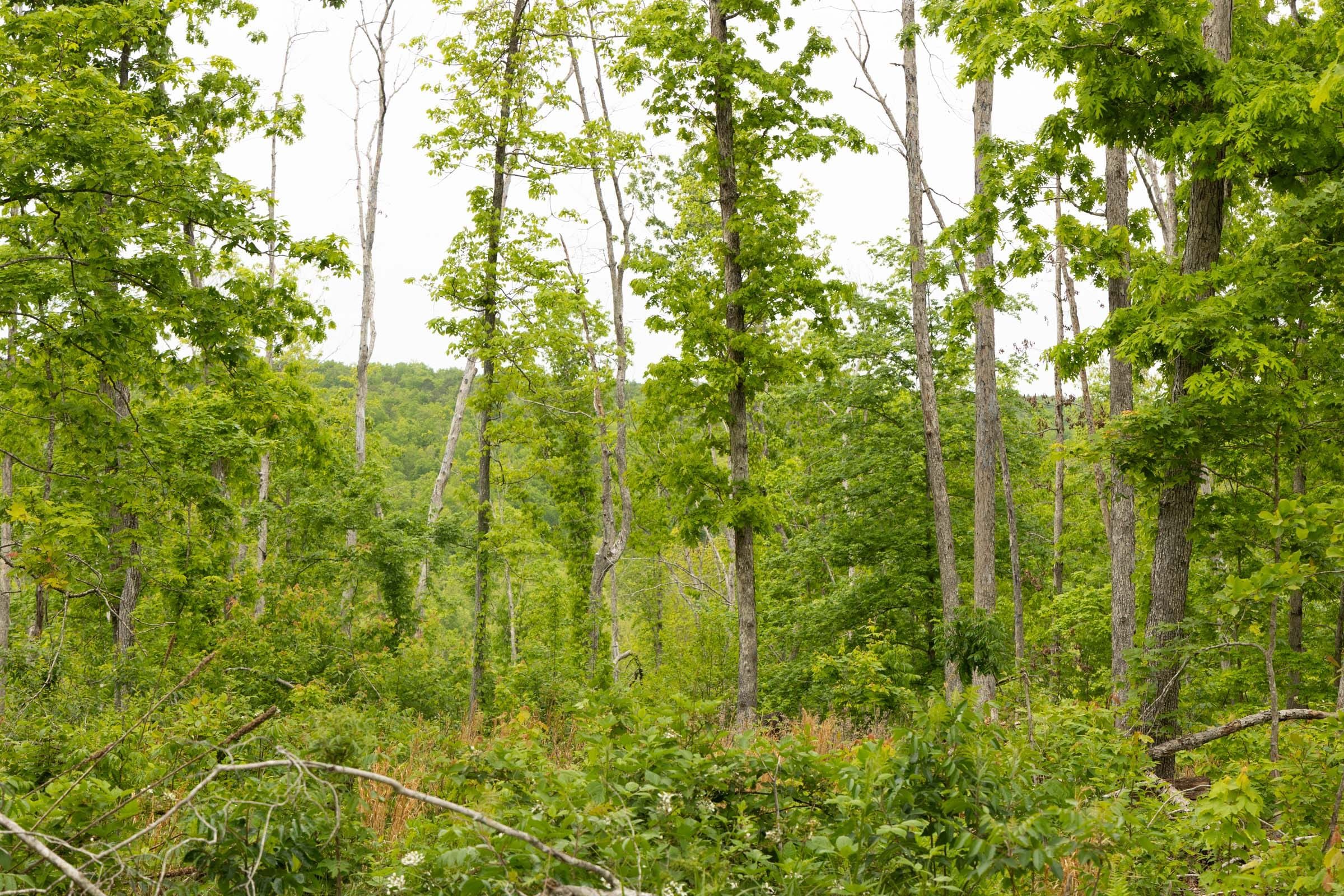 Stardust Estates Tract 17 photo 4