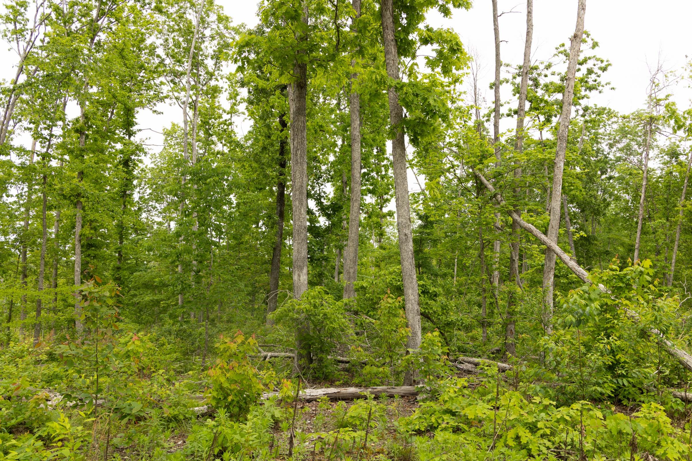 Stardust Estates Tract 17 photo 3