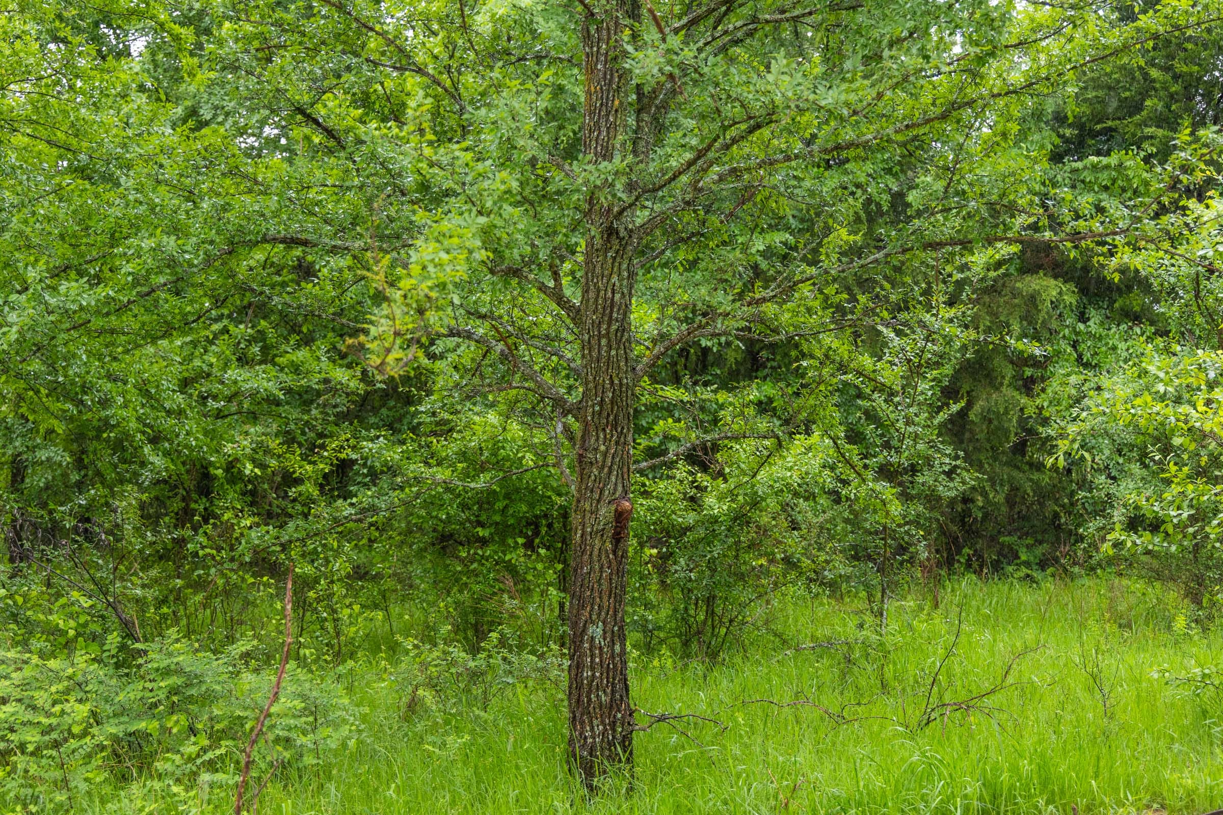 Harmony Hills Tract 25 photo 9