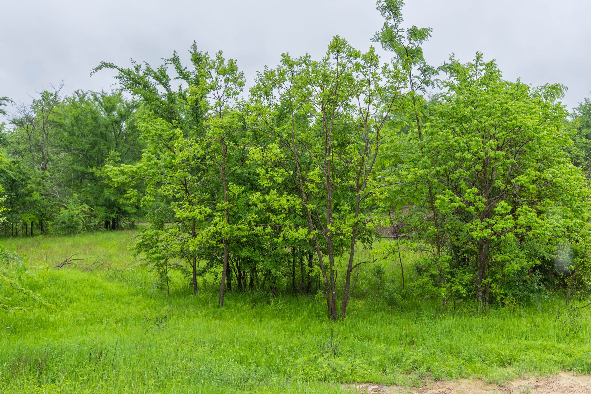 Harmony Hills Tract 25 photo 8