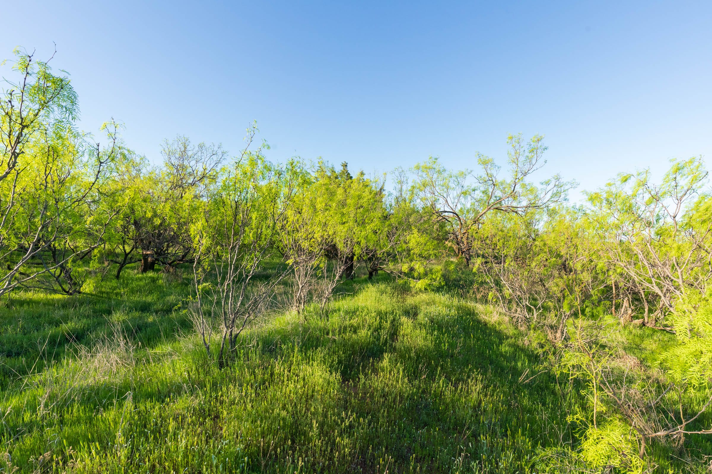 Hackberry Fields Tract 15 photo 3