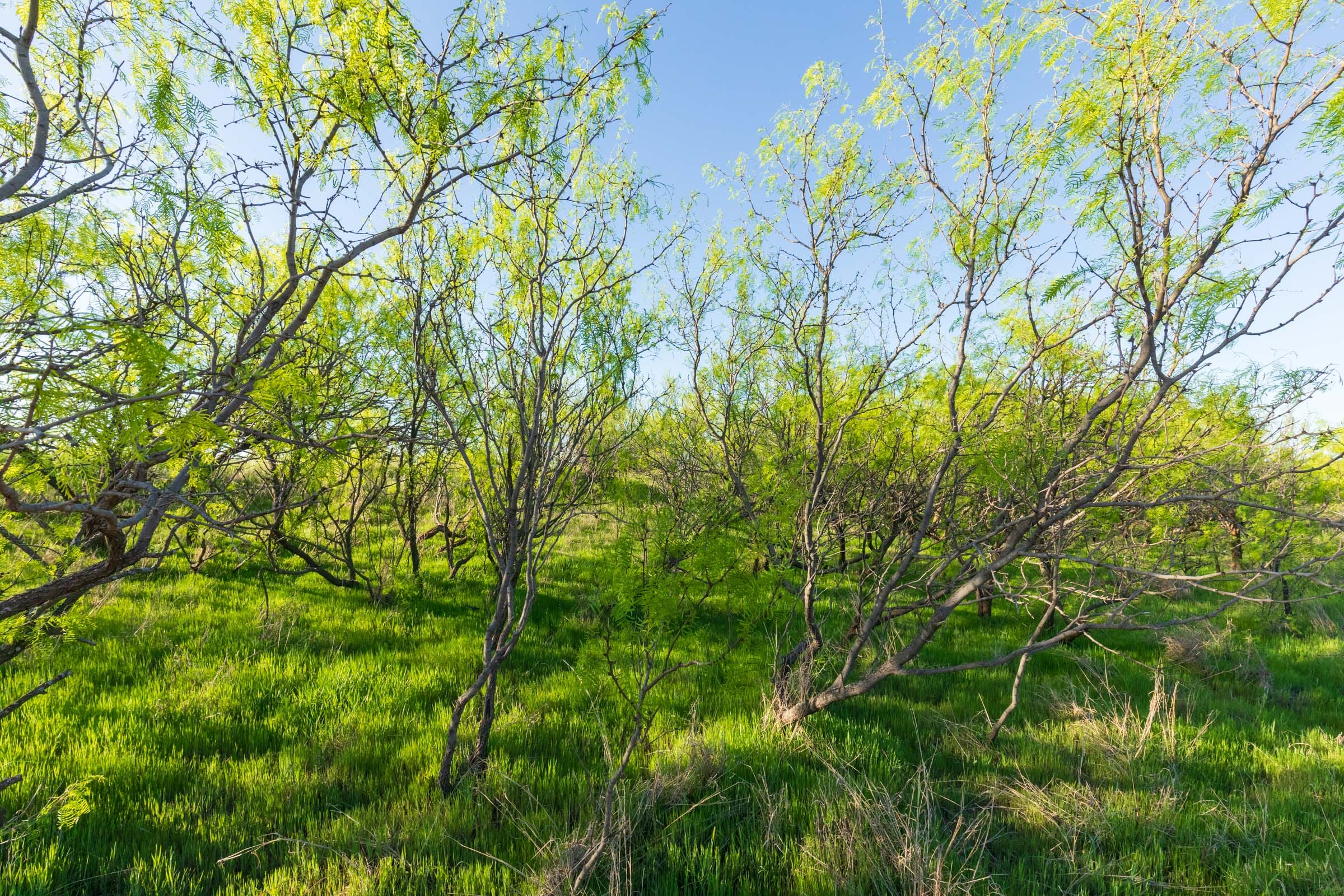 Hackberry Fields Tract 15 photo 5