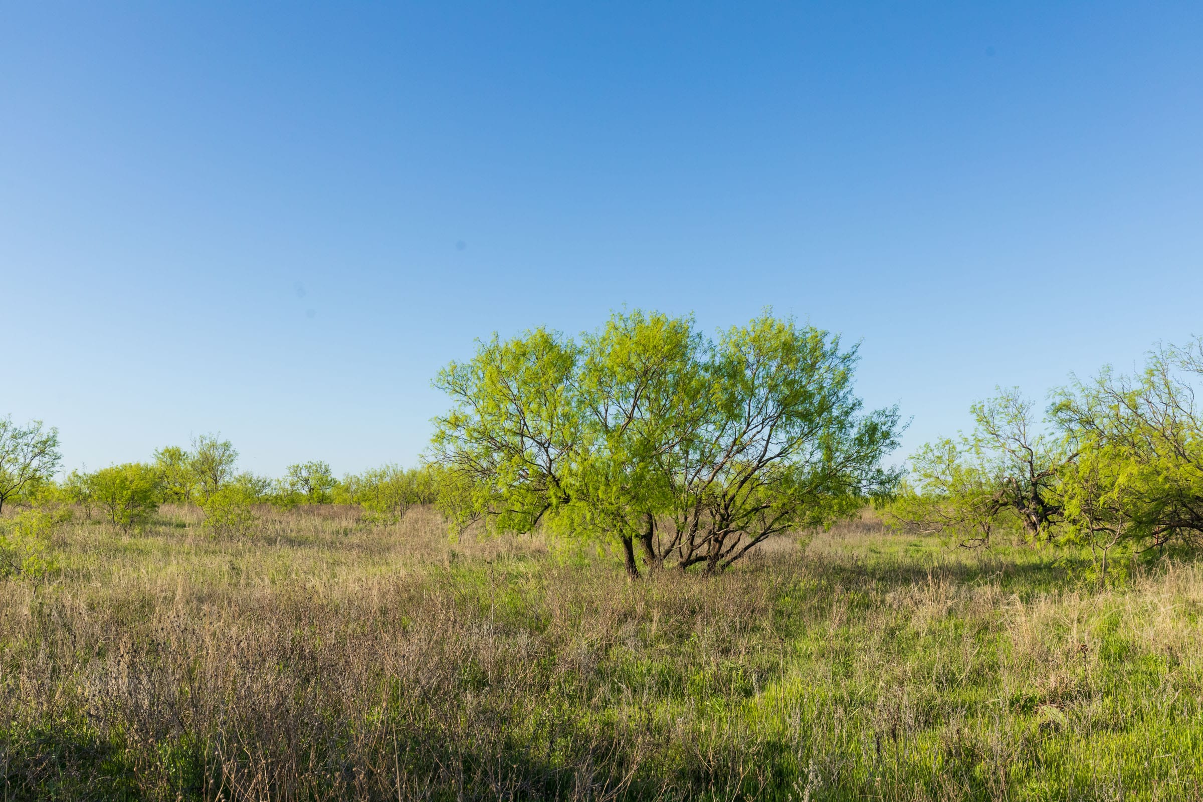Hackberry Fields Tract 15 photo 4