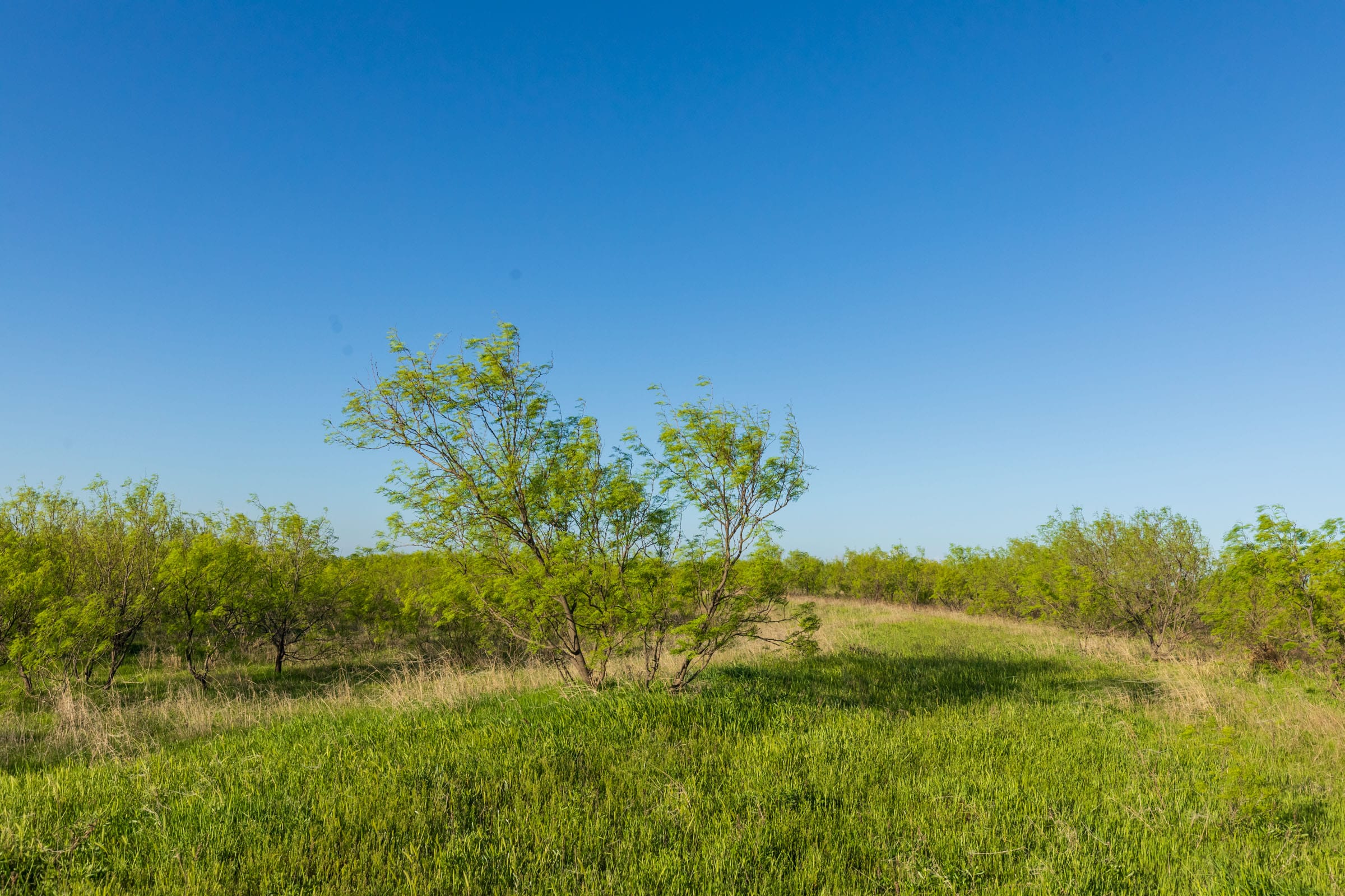 Hackberry Fields Tract 15 photo 14