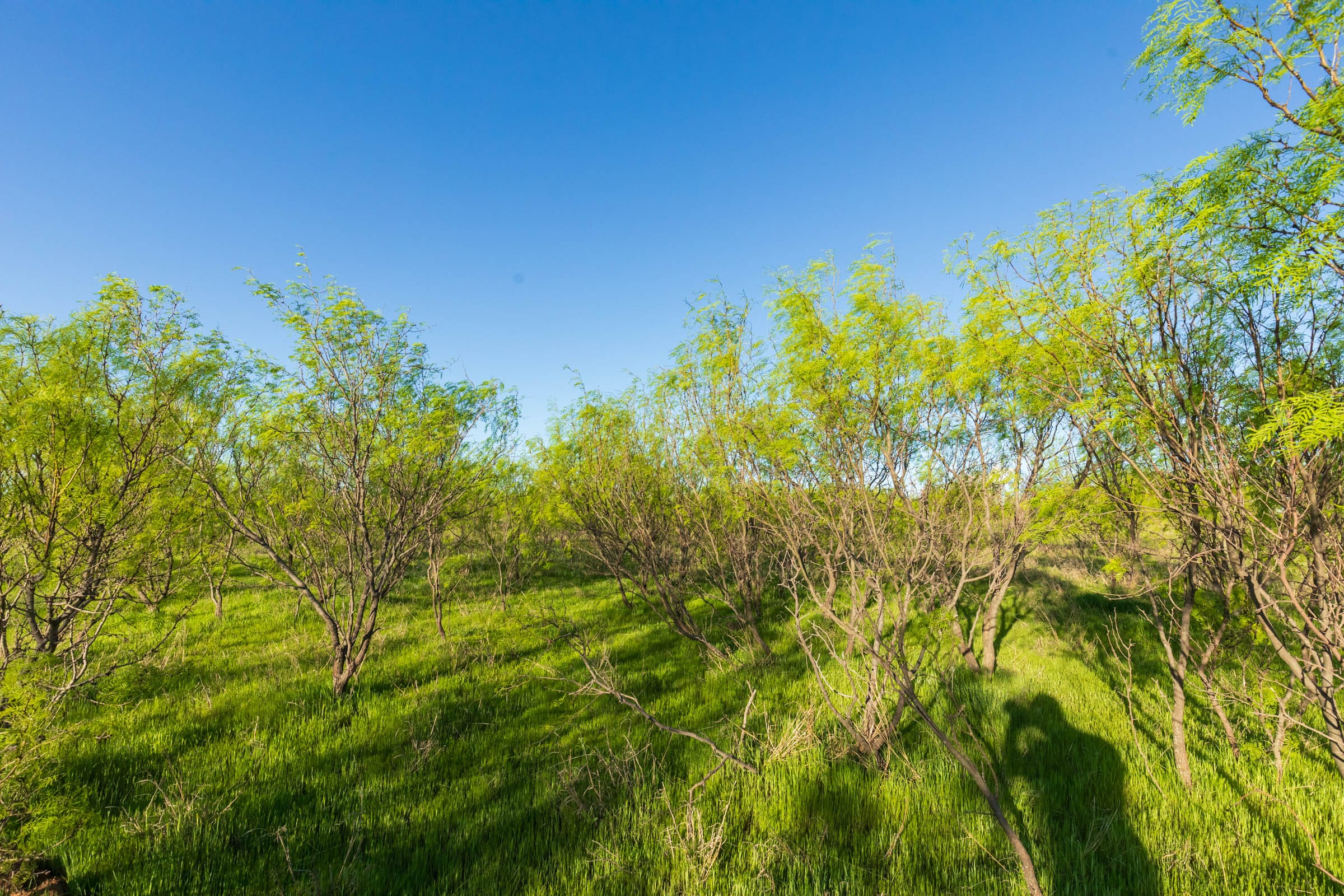 Hackberry Fields Tract 15 photo 10