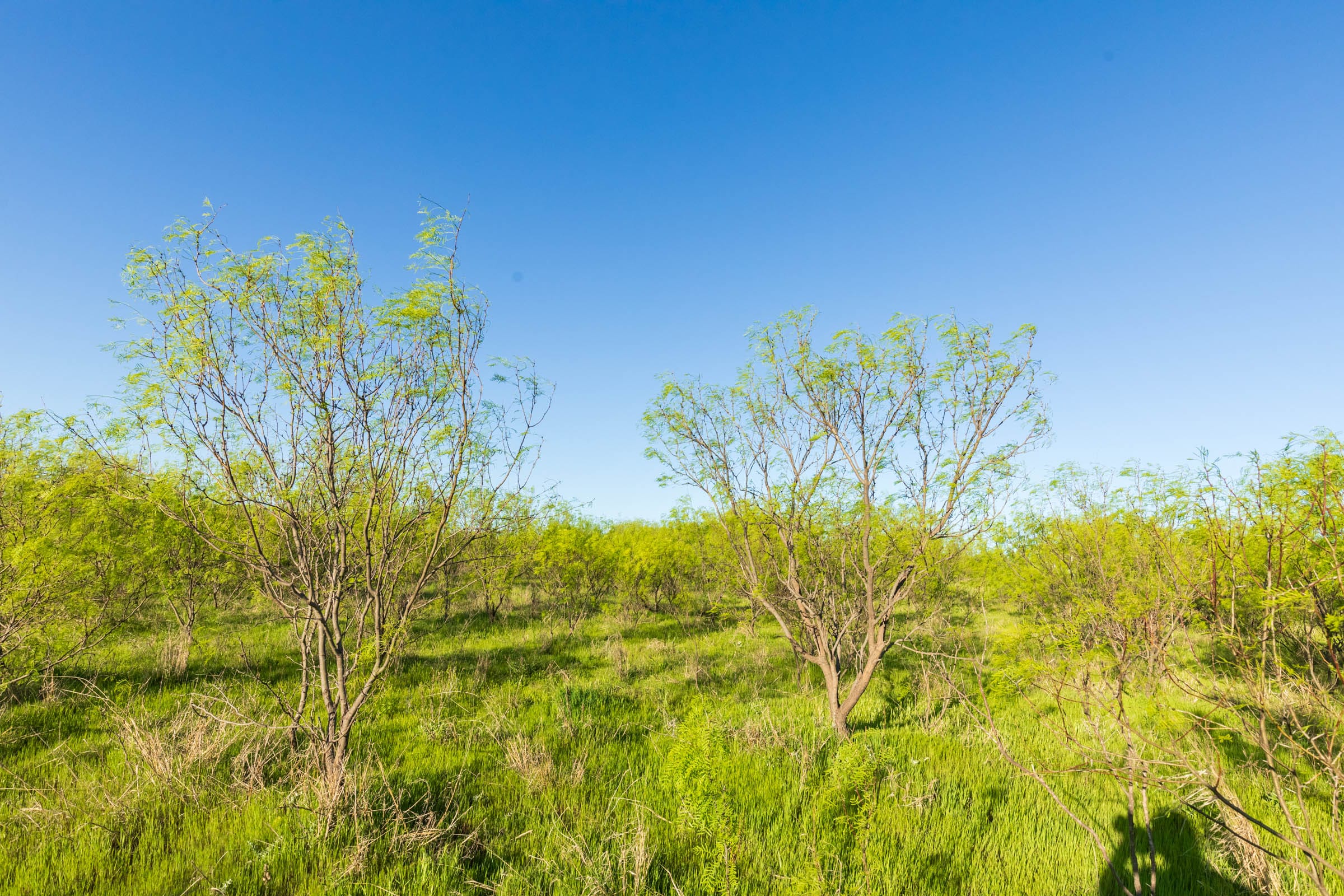 Hackberry Fields Tract 15 photo 8