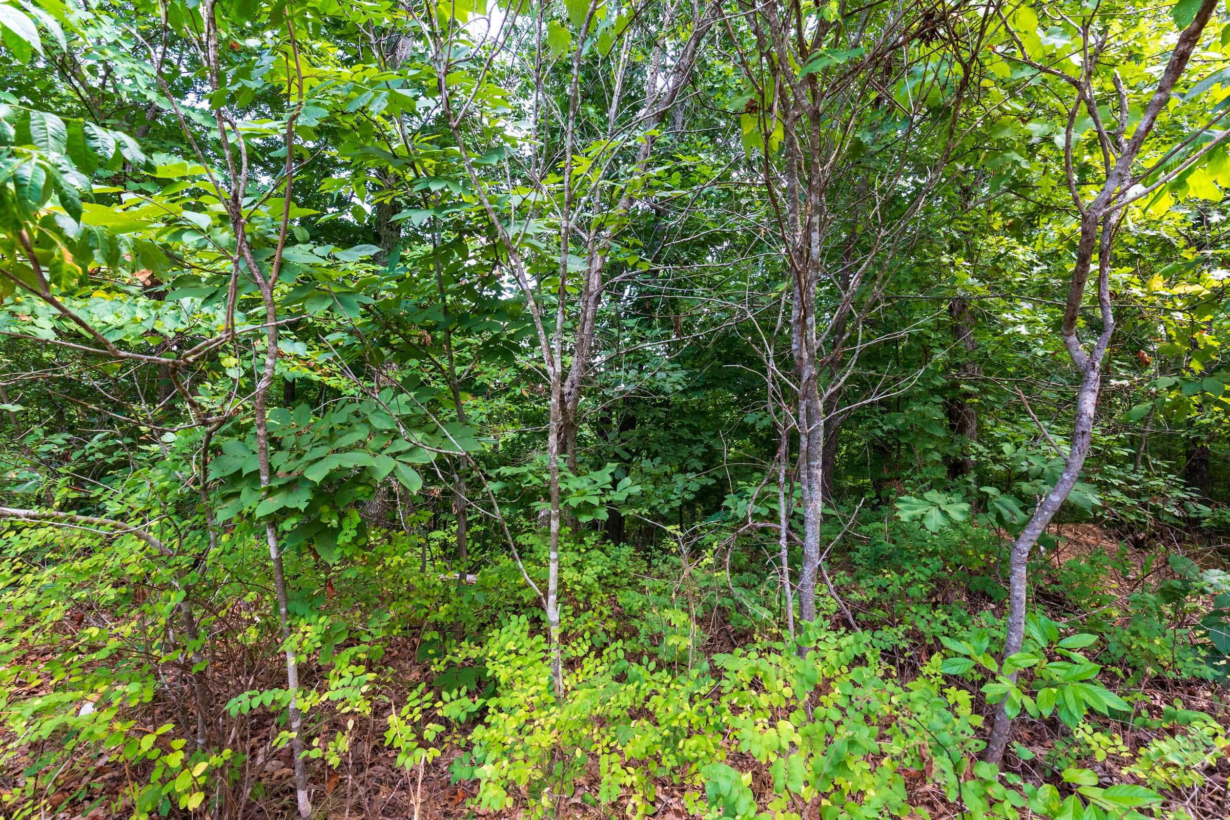 Cypress Ridge Tract 15 photo 5