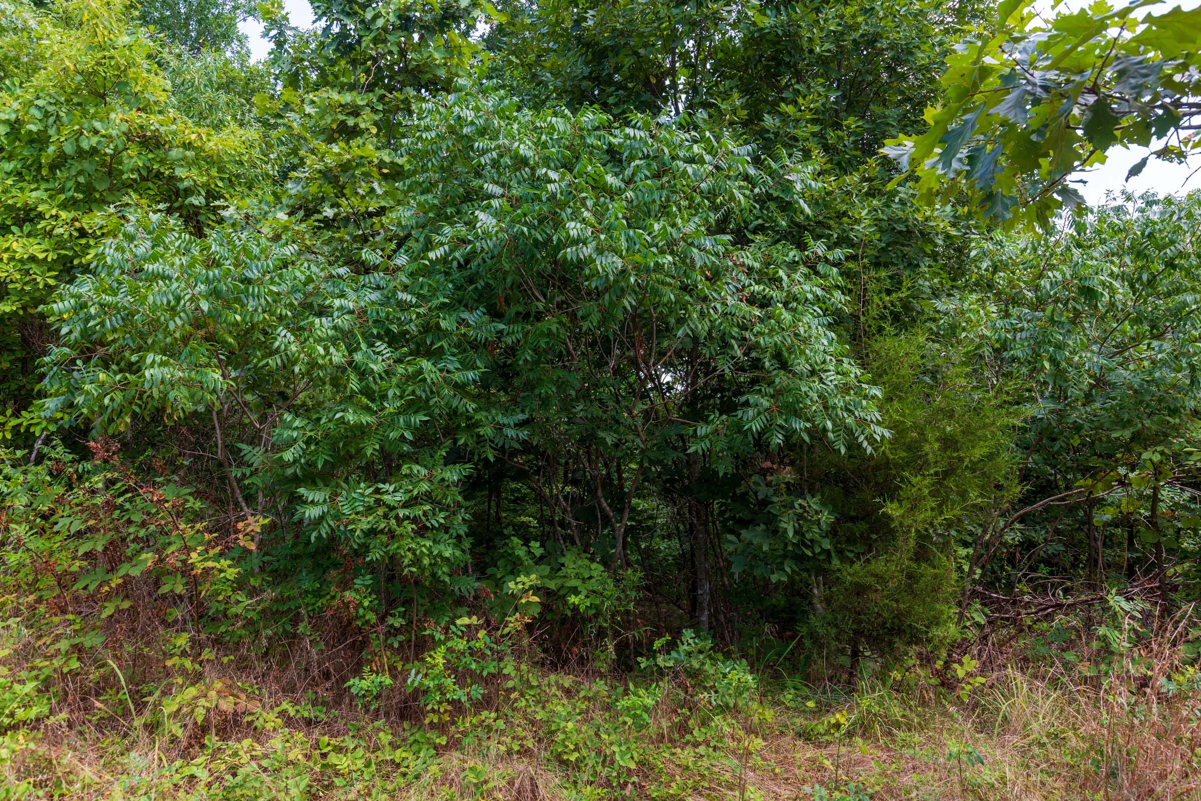 Cypress Ridge Tract 15 photo 4