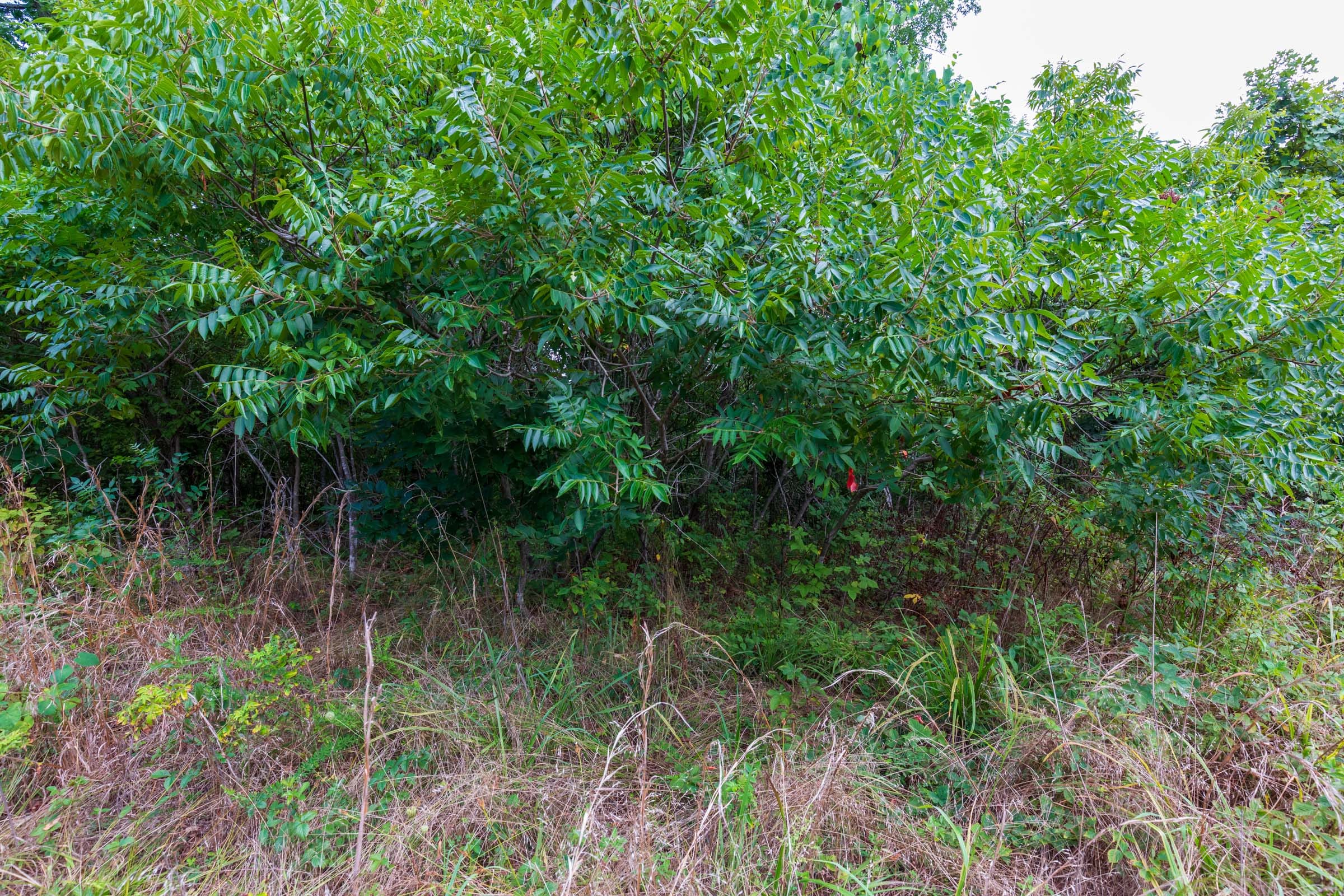 Cypress Ridge Tract 15 photo 3