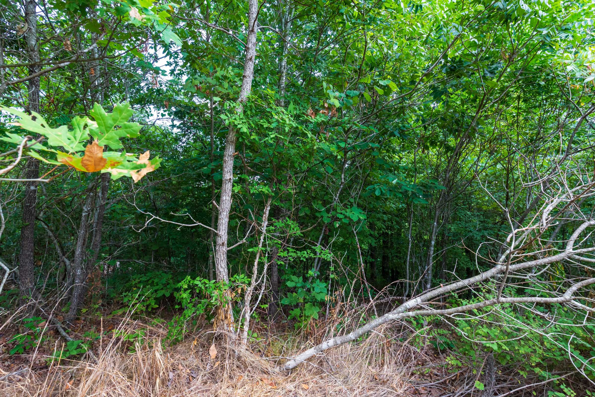 Cypress Ridge Tract 15 photo 6