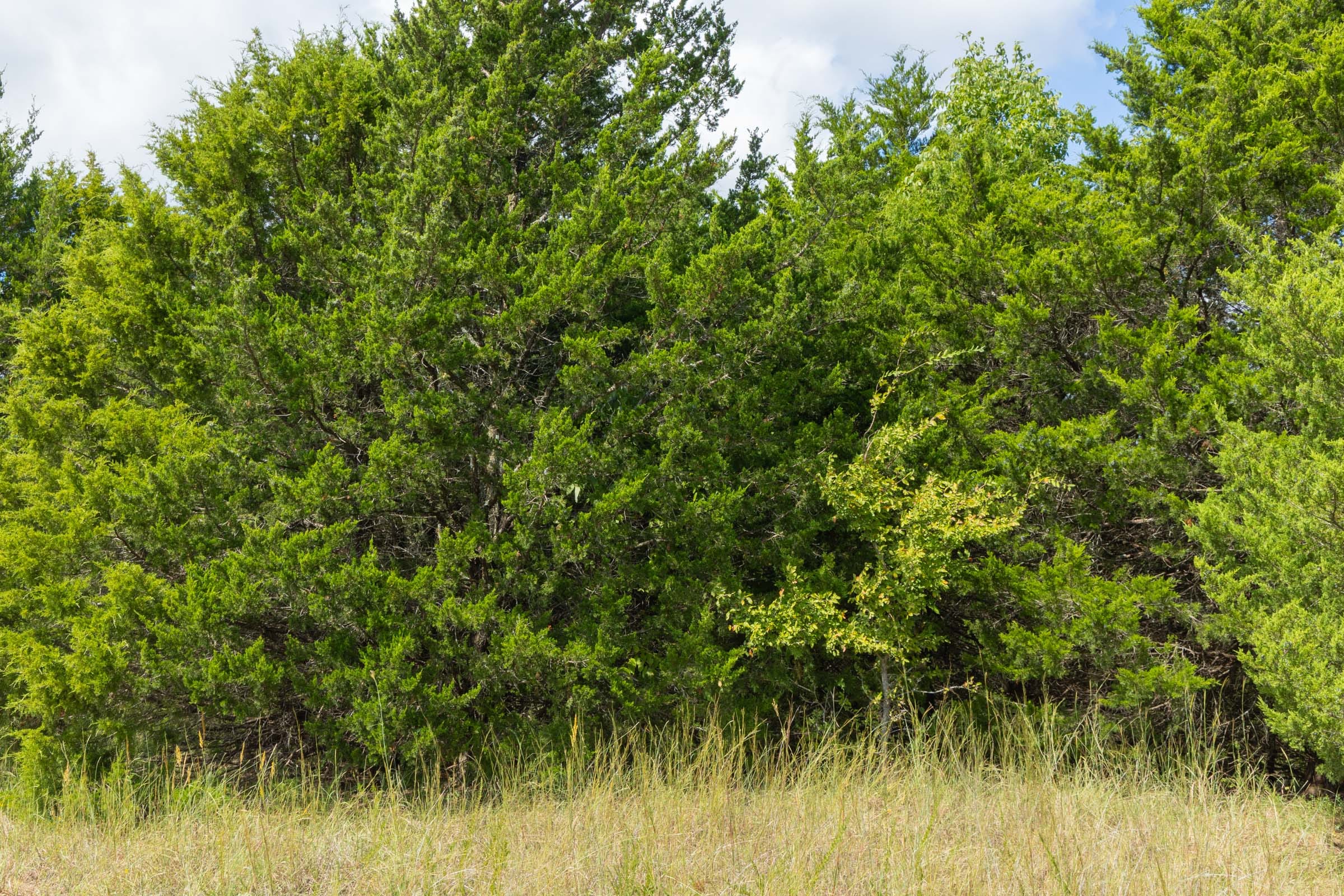 Reserves At Cattail Cove Phase II Tract 38 photo 5