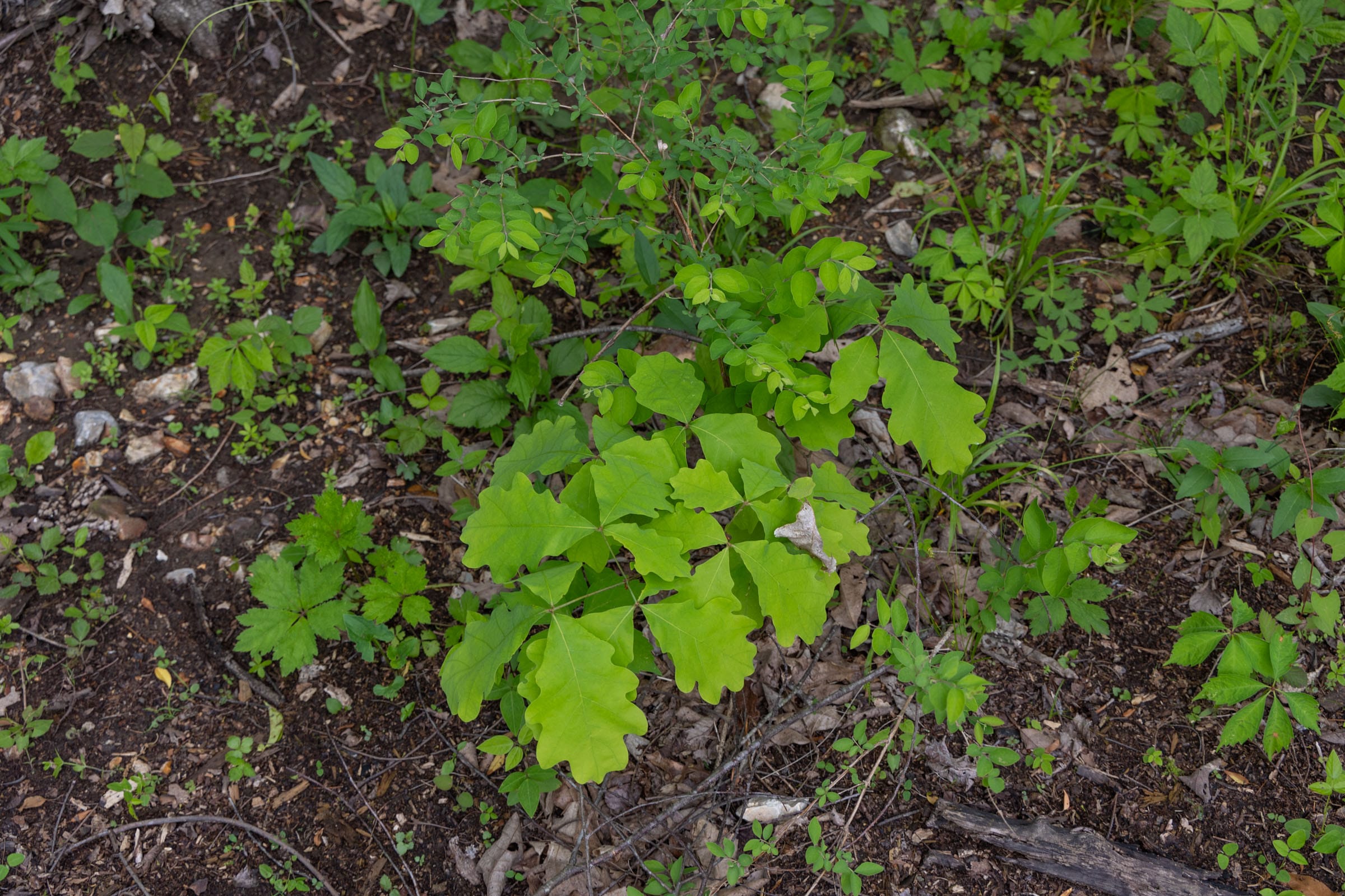 Sleepy Hollow Phase II Tract 108 photo 15