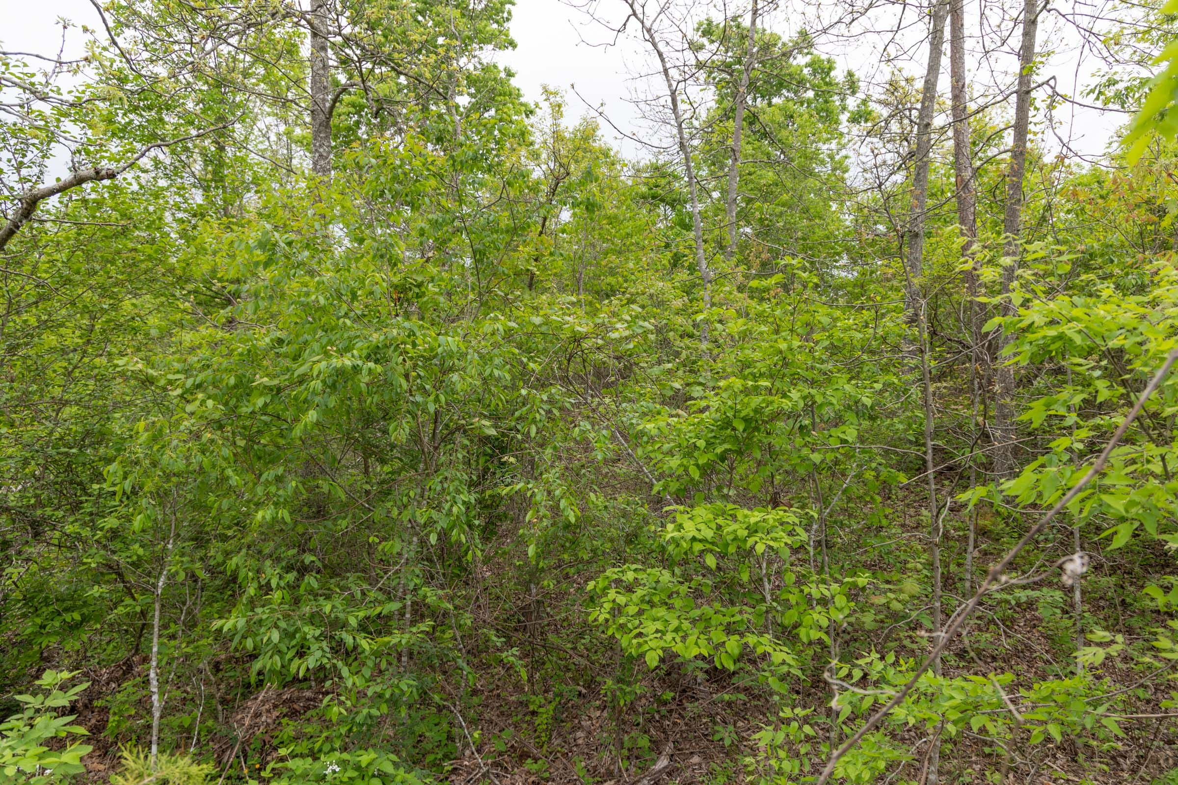 Sleepy Hollow Phase II Tract 108 photo 13