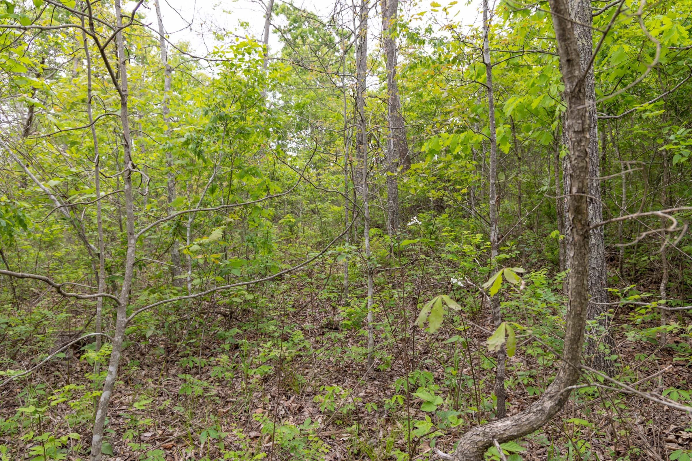 Sleepy Hollow Phase II Tract 108 photo 6