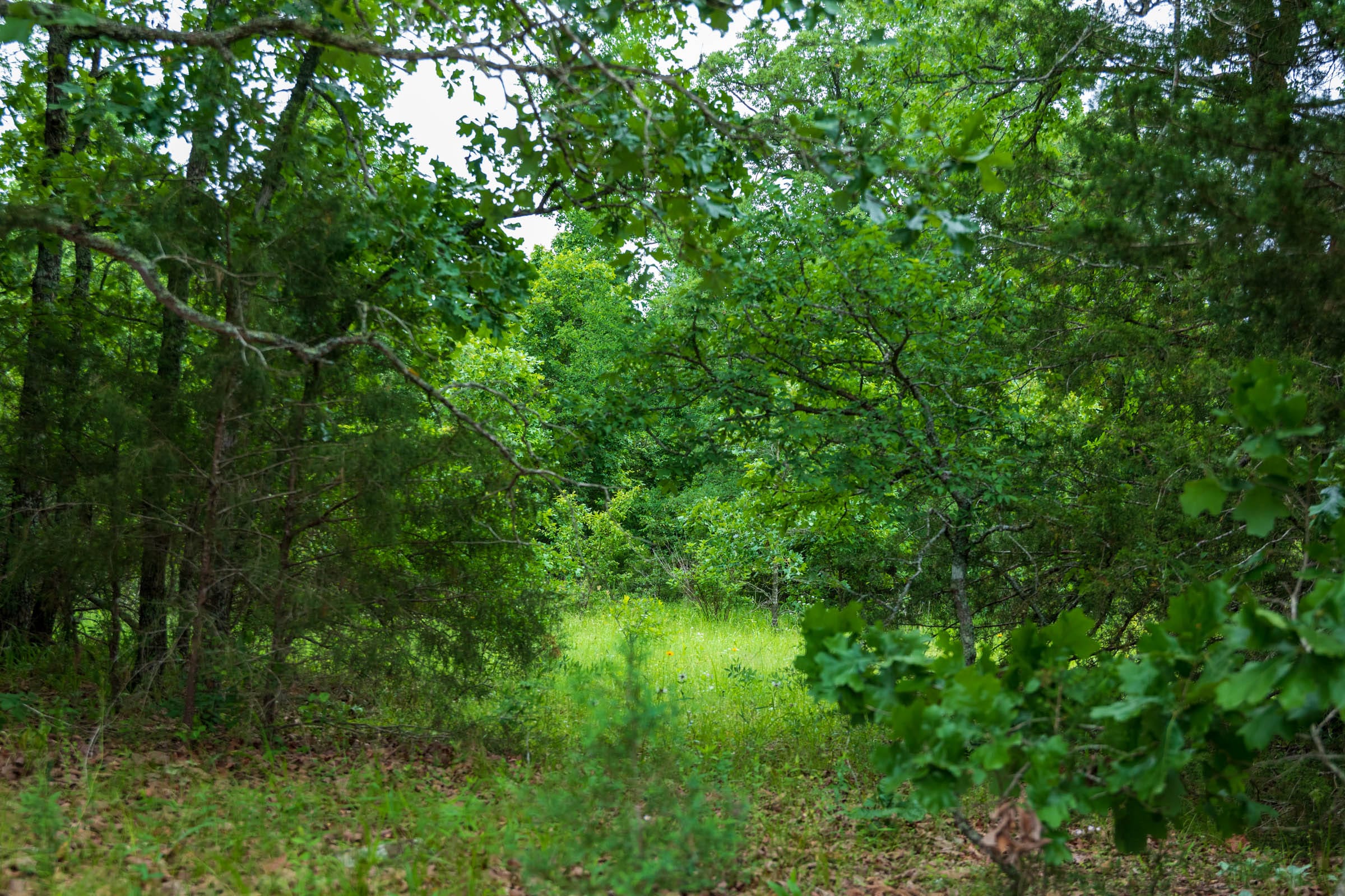 Falcon Crest Tract 17 photo 6