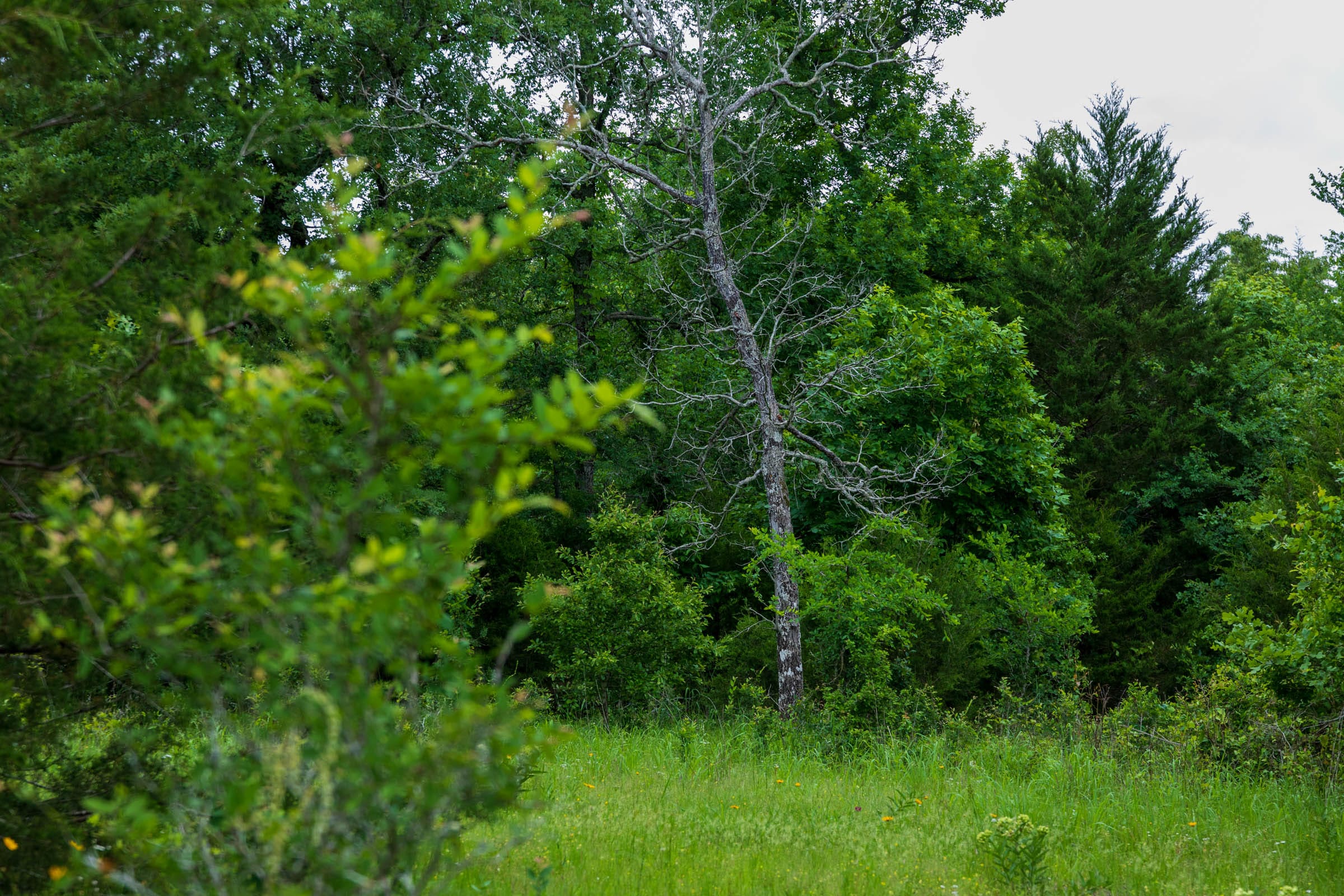 Falcon Crest Tract 17 photo 8