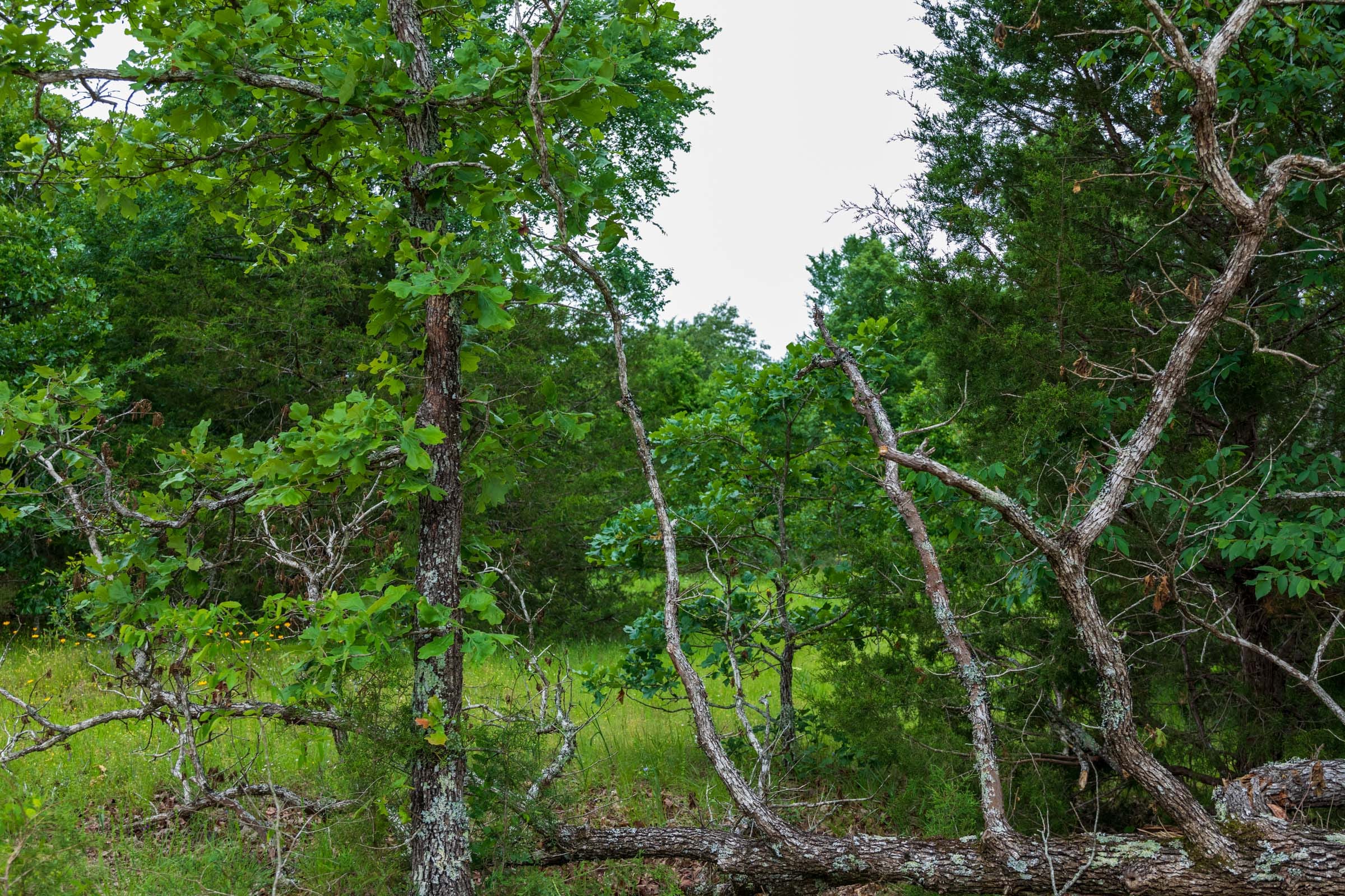 Falcon Crest Tract 17 photo 9