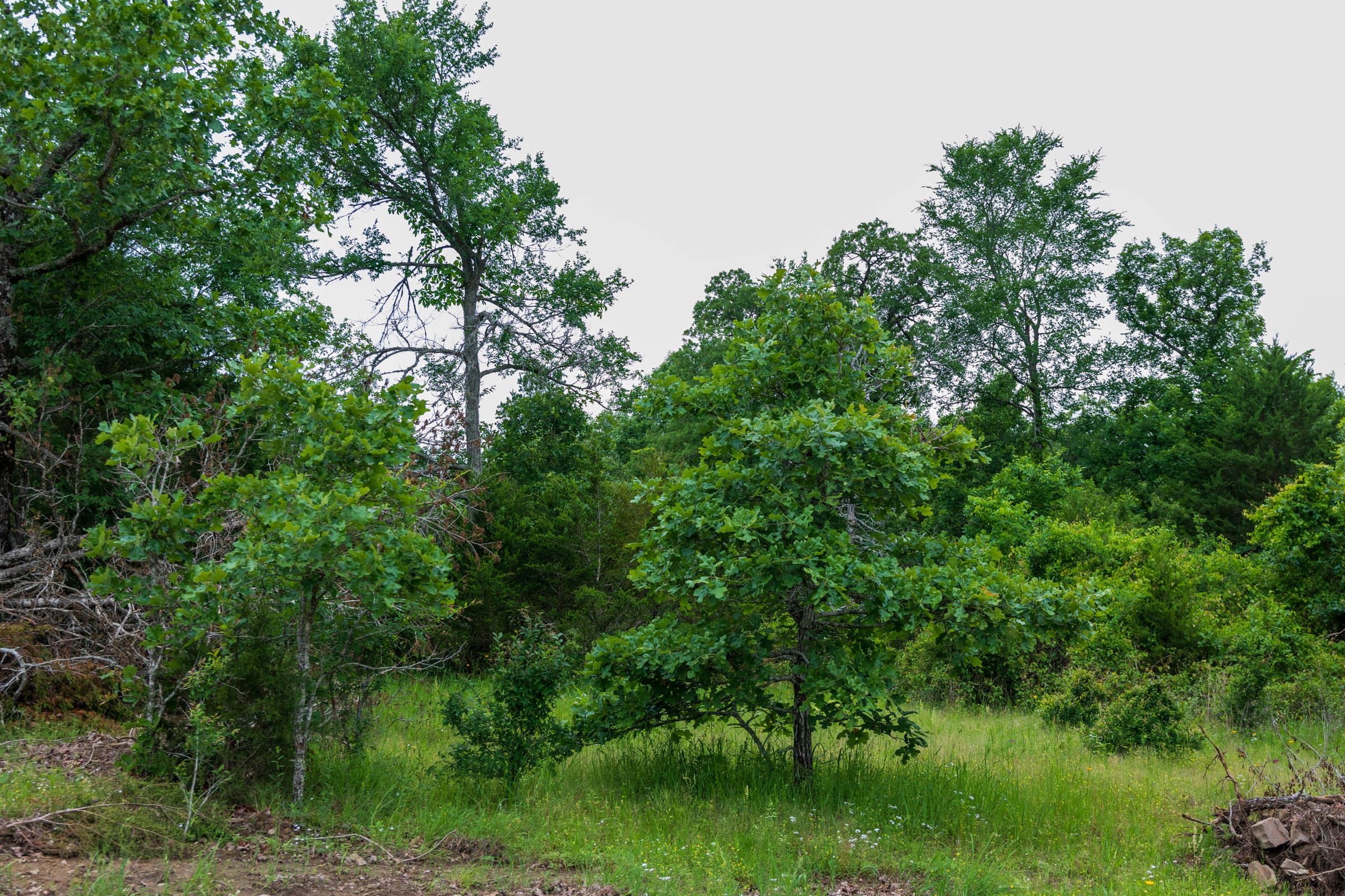 Falcon Crest Tract 17 photo 11