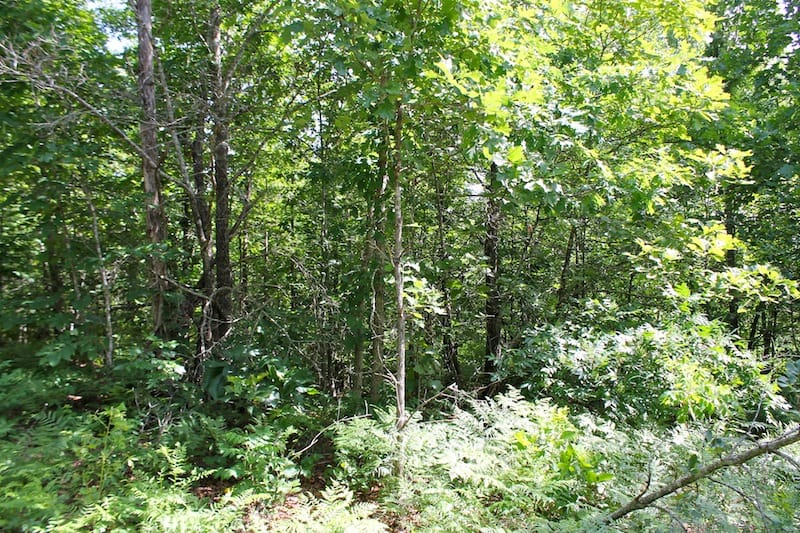 Green Mountain Ranch Tract 21 photo 3
