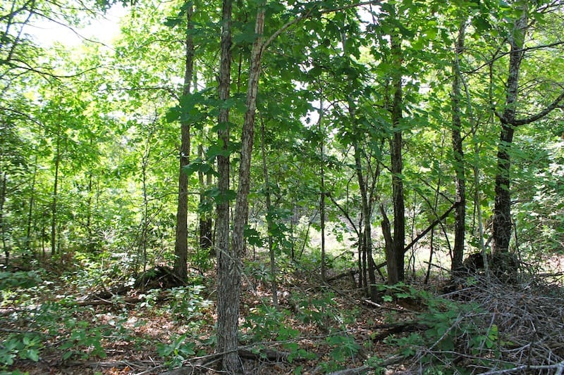 Green Mountain Ranch Tract 21 photo 5