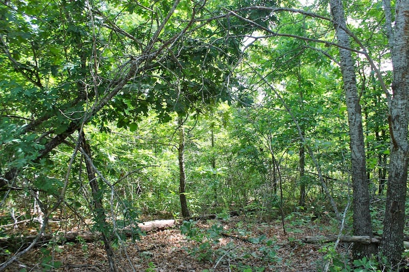 Green Mountain Ranch Tract 21 photo 6
